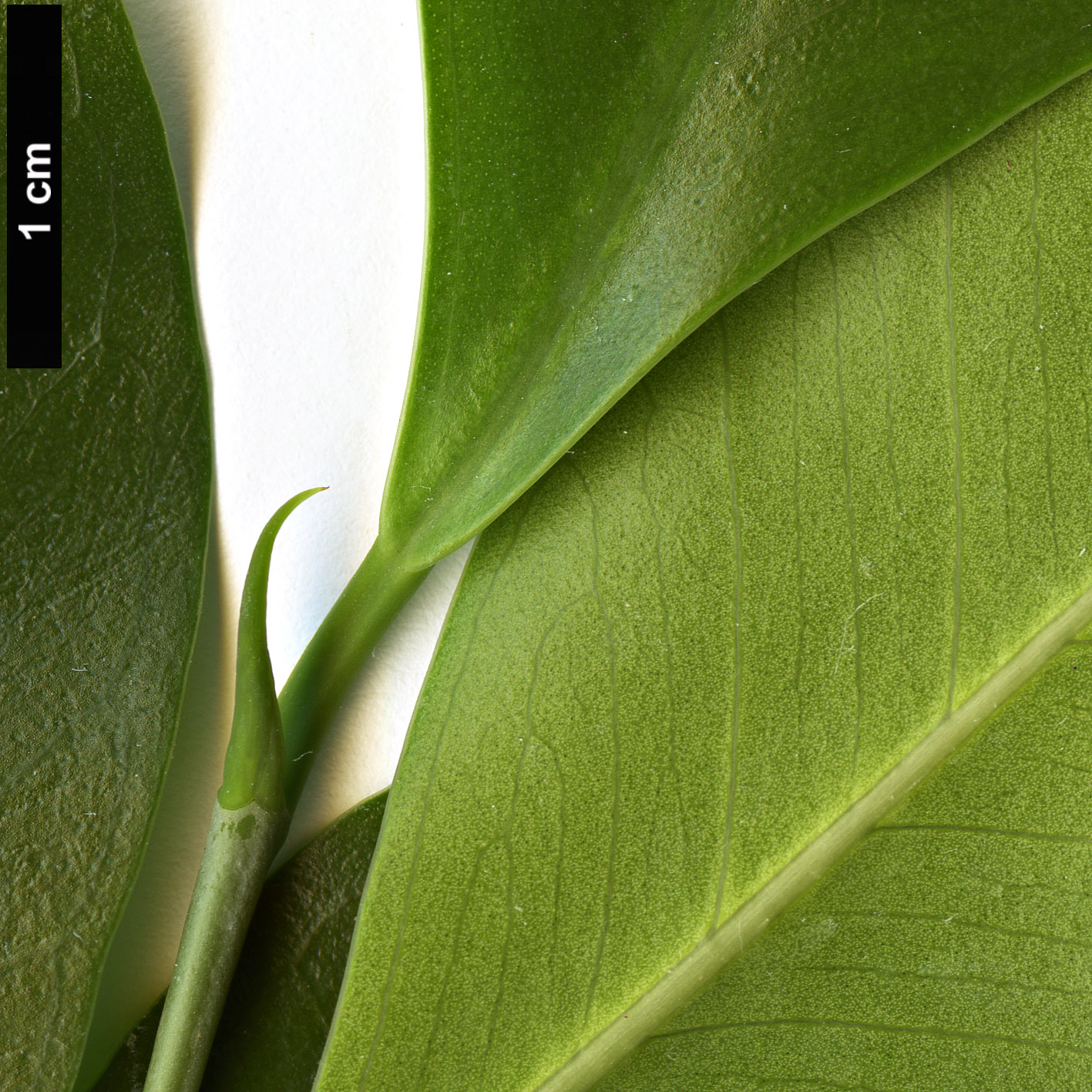 High resolution image: Family: Moraceae - Genus: Ficus - Taxon: benjamina