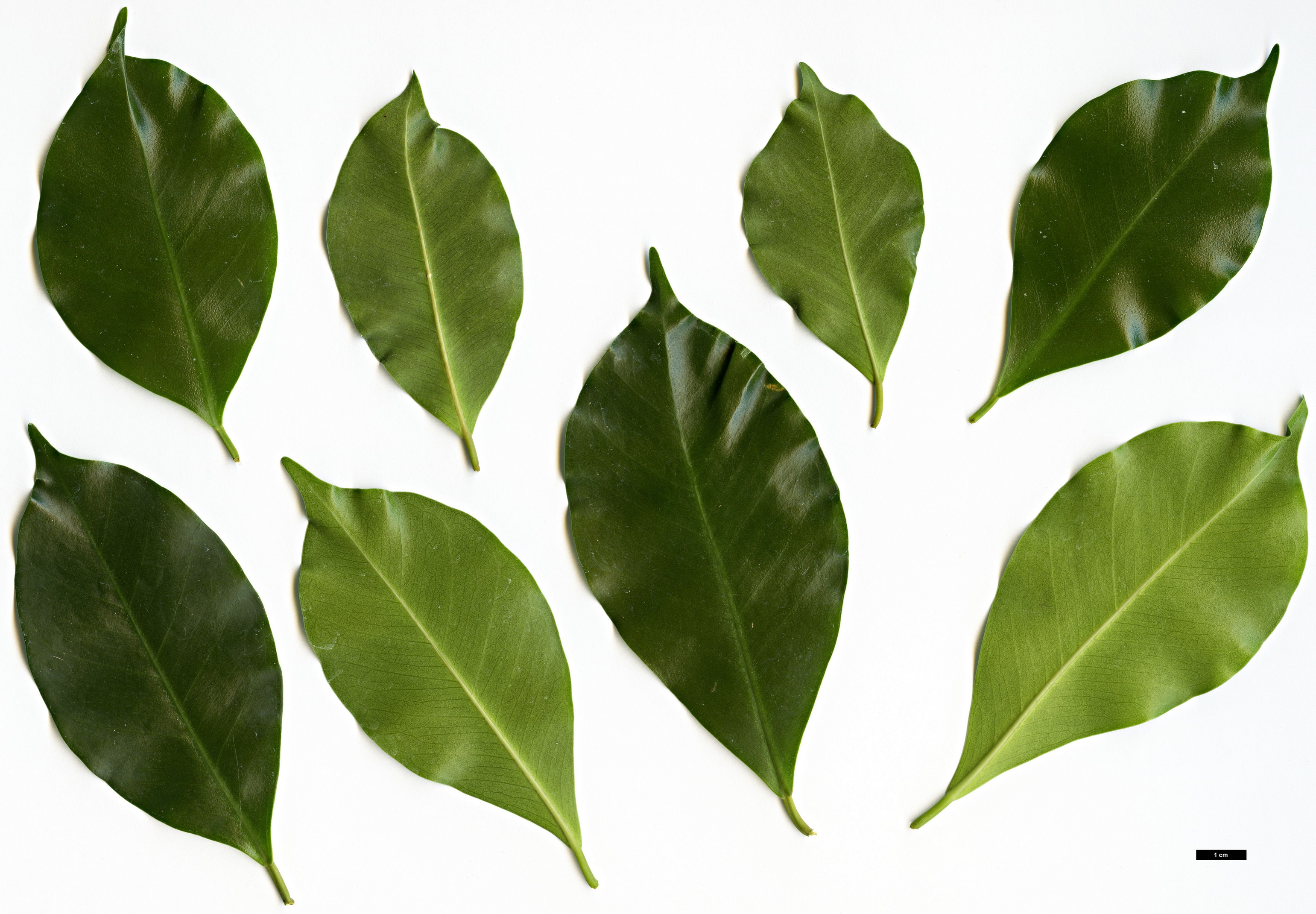 High resolution image: Family: Moraceae - Genus: Ficus - Taxon: benjamina