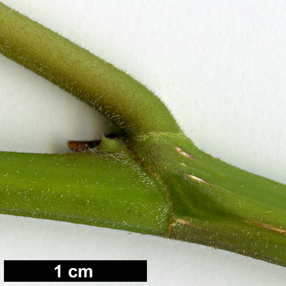 High resolution image: Family: Moraceae - Genus: Ficus - Taxon: carica