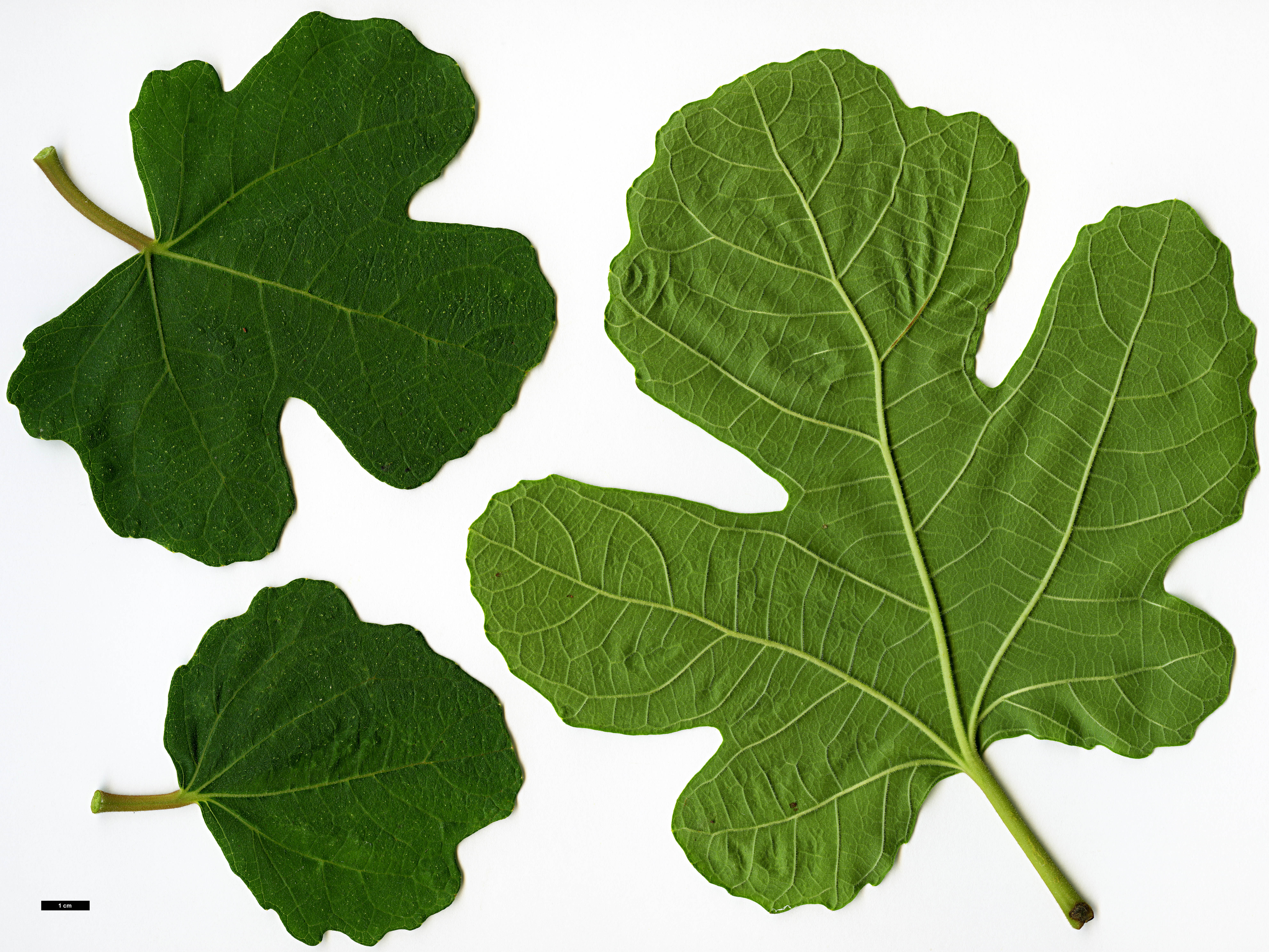 High resolution image: Family: Moraceae - Genus: Ficus - Taxon: carica