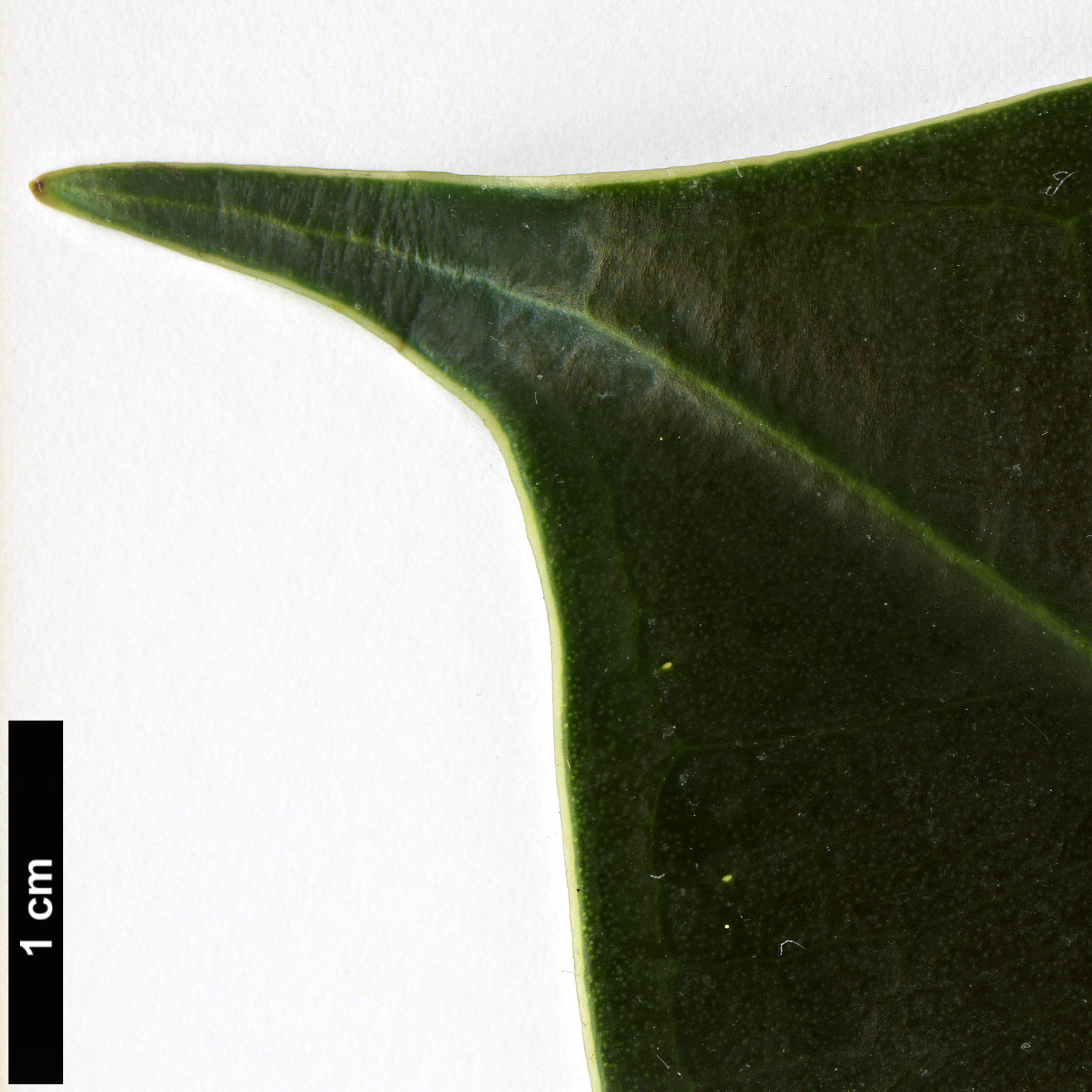 High resolution image: Family: Moraceae - Genus: Ficus - Taxon: elastica