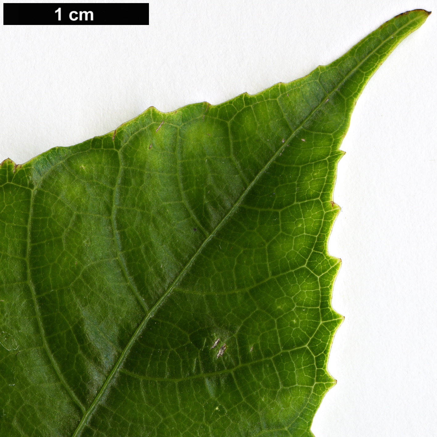 High resolution image: Family: Moraceae - Genus: Ficus - Taxon: hirta