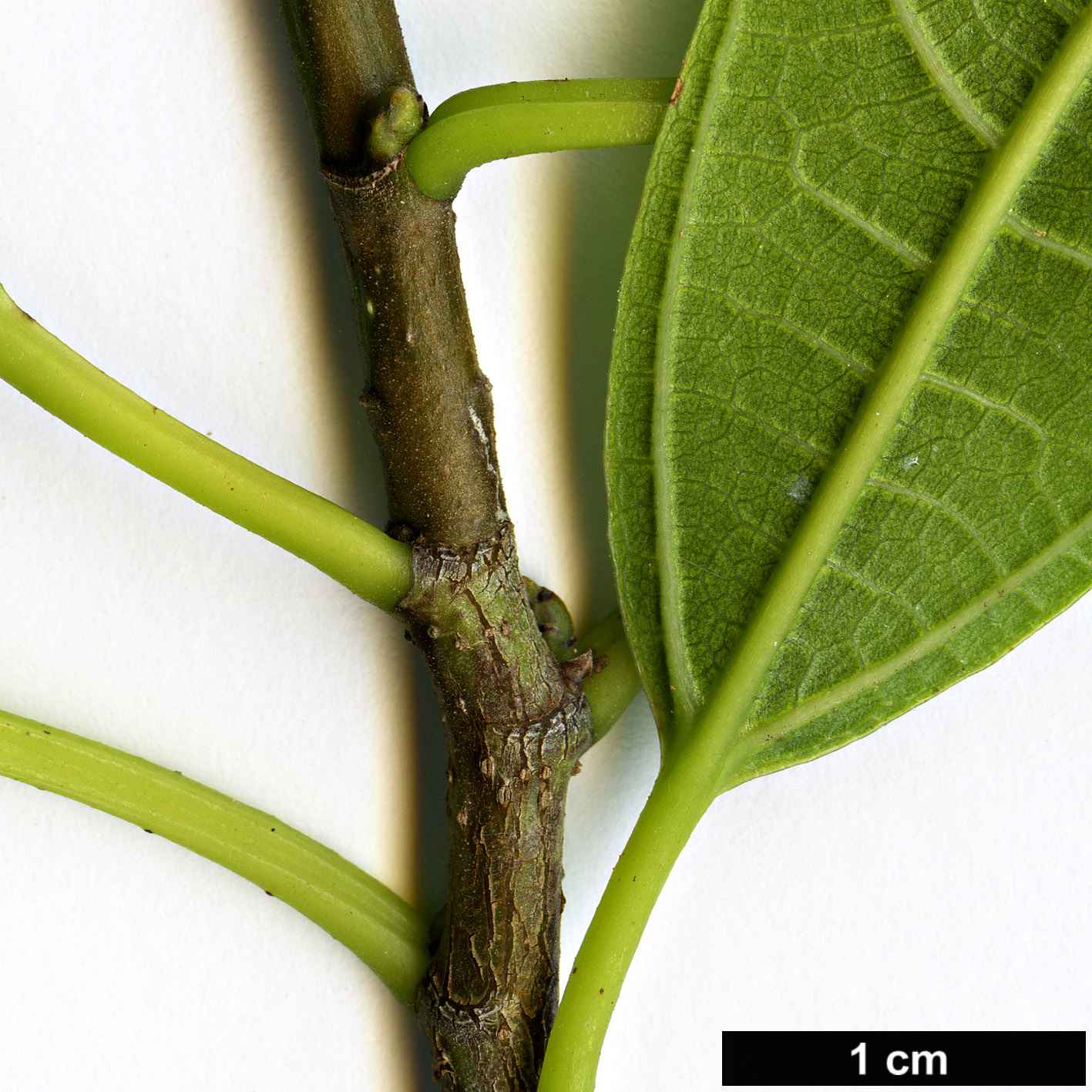 High resolution image: Family: Moraceae - Genus: Ficus - Taxon: hirta