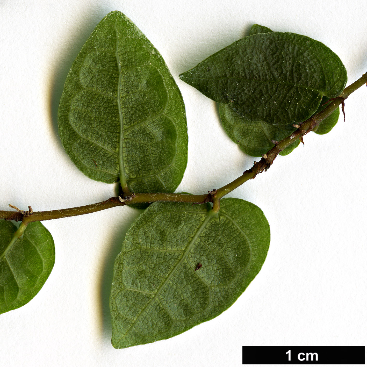 High resolution image: Family: Moraceae - Genus: Ficus - Taxon: pumila