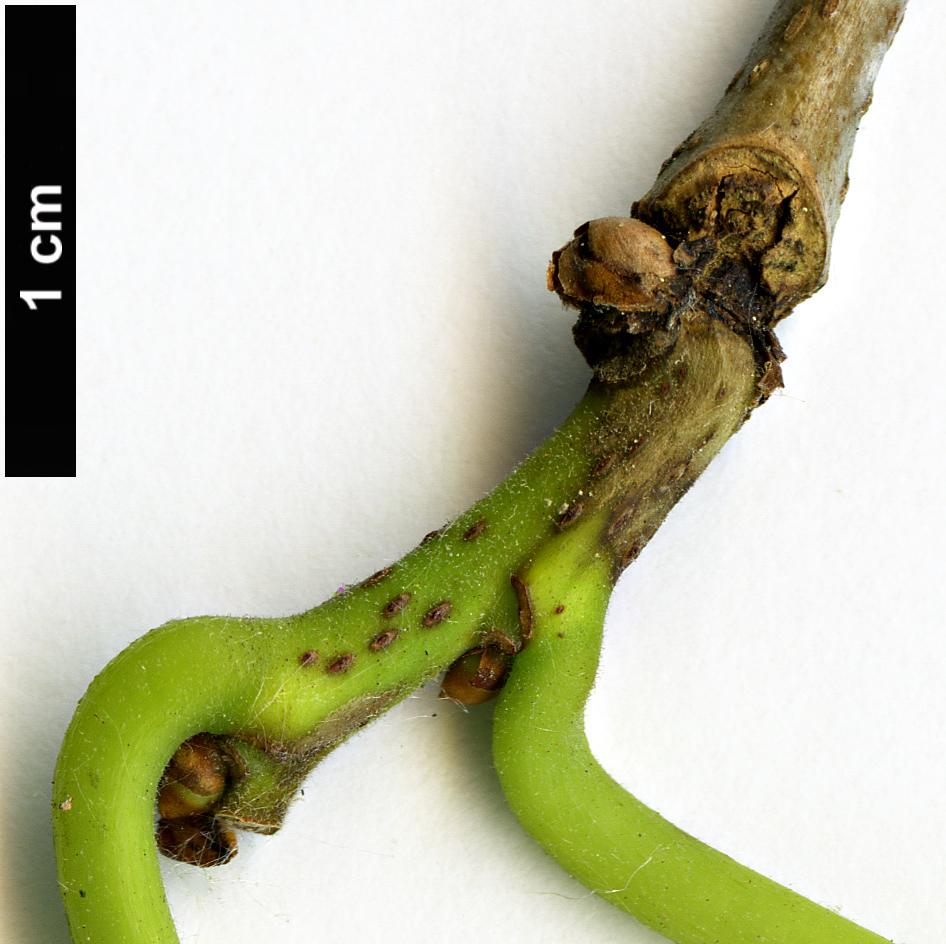 High resolution image: Family: Moraceae - Genus: Morus - Taxon: alba
