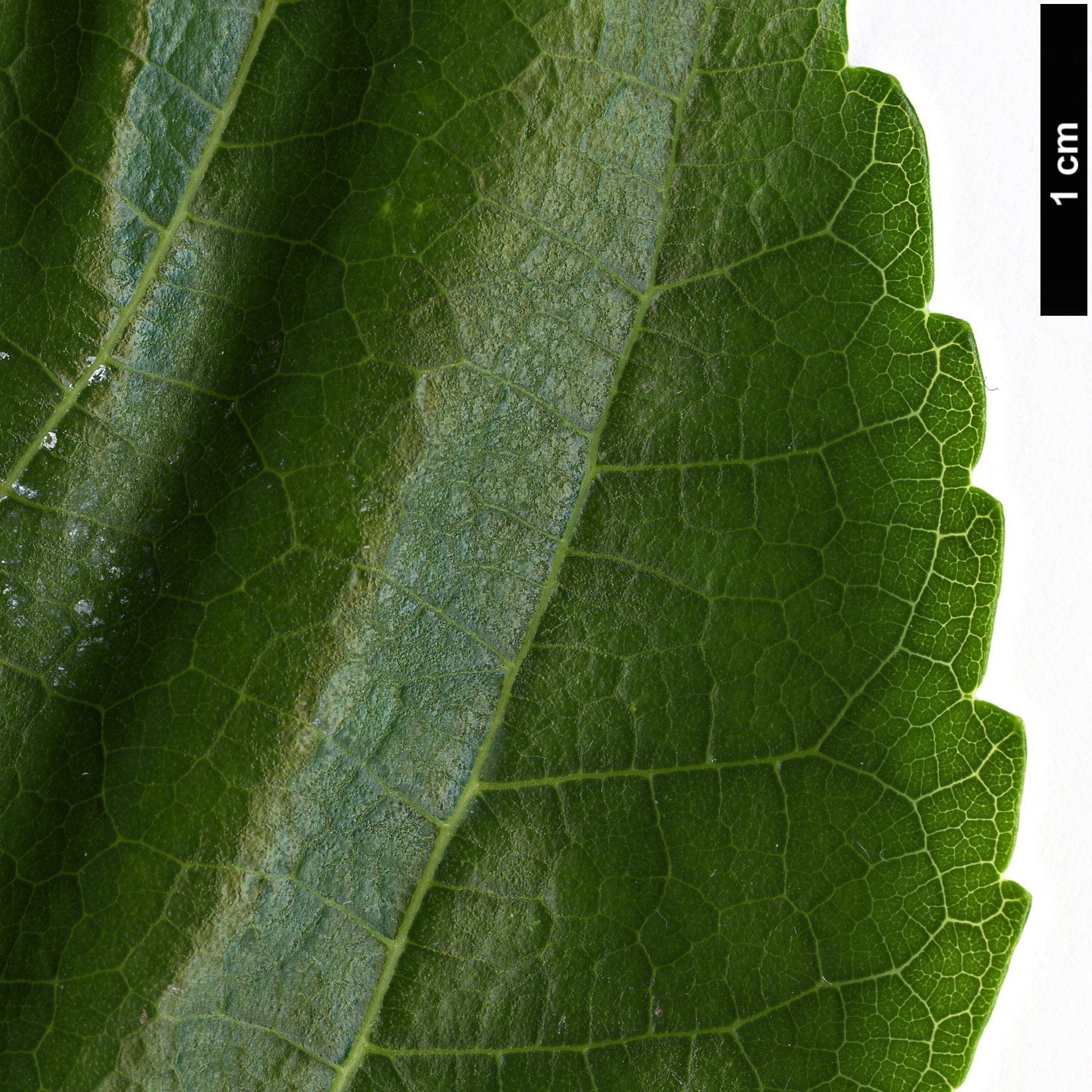High resolution image: Family: Moraceae - Genus: Morus - Taxon: alba