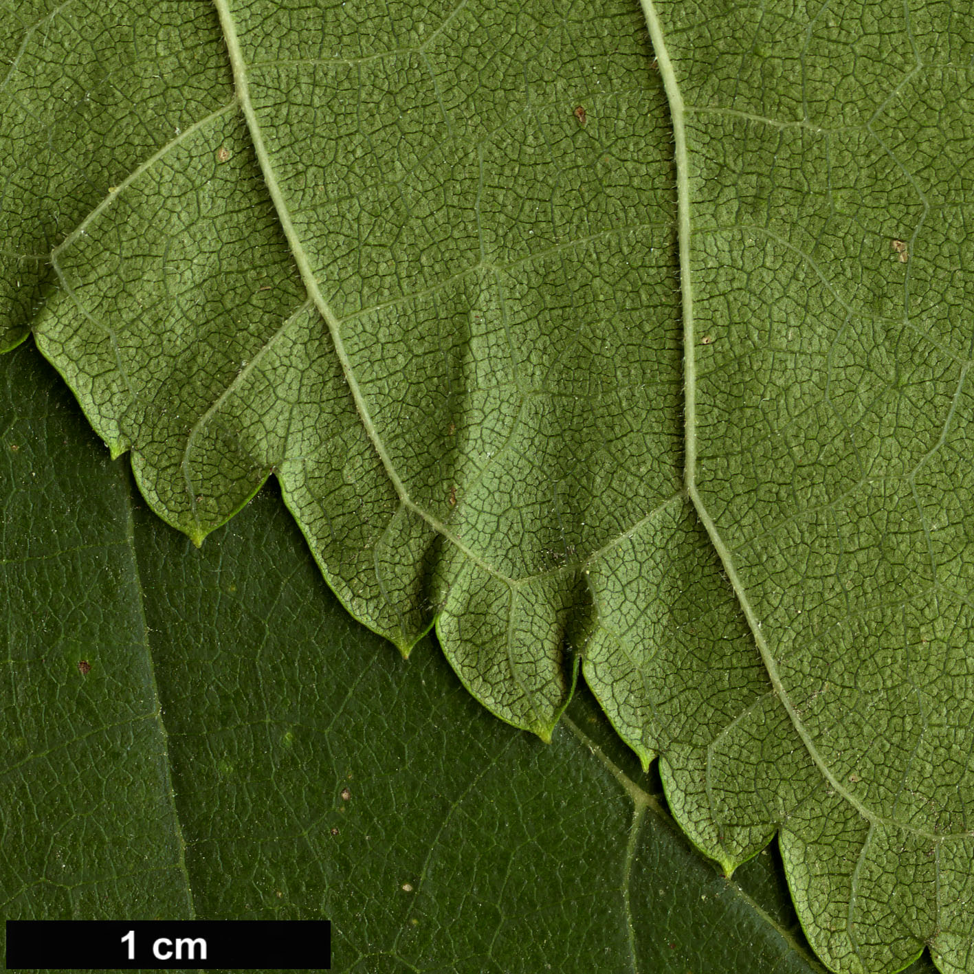 High resolution image: Family: Moraceae - Genus: Morus - Taxon: australis