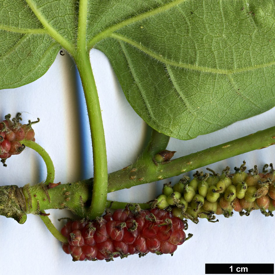 High resolution image: Family: Moraceae - Genus: Morus - Taxon: cathayana