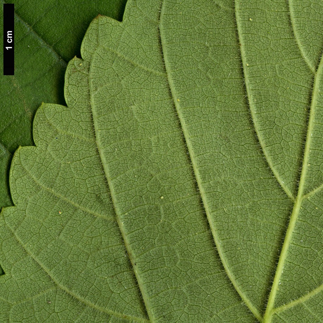 High resolution image: Family: Moraceae - Genus: Morus - Taxon: cathayana