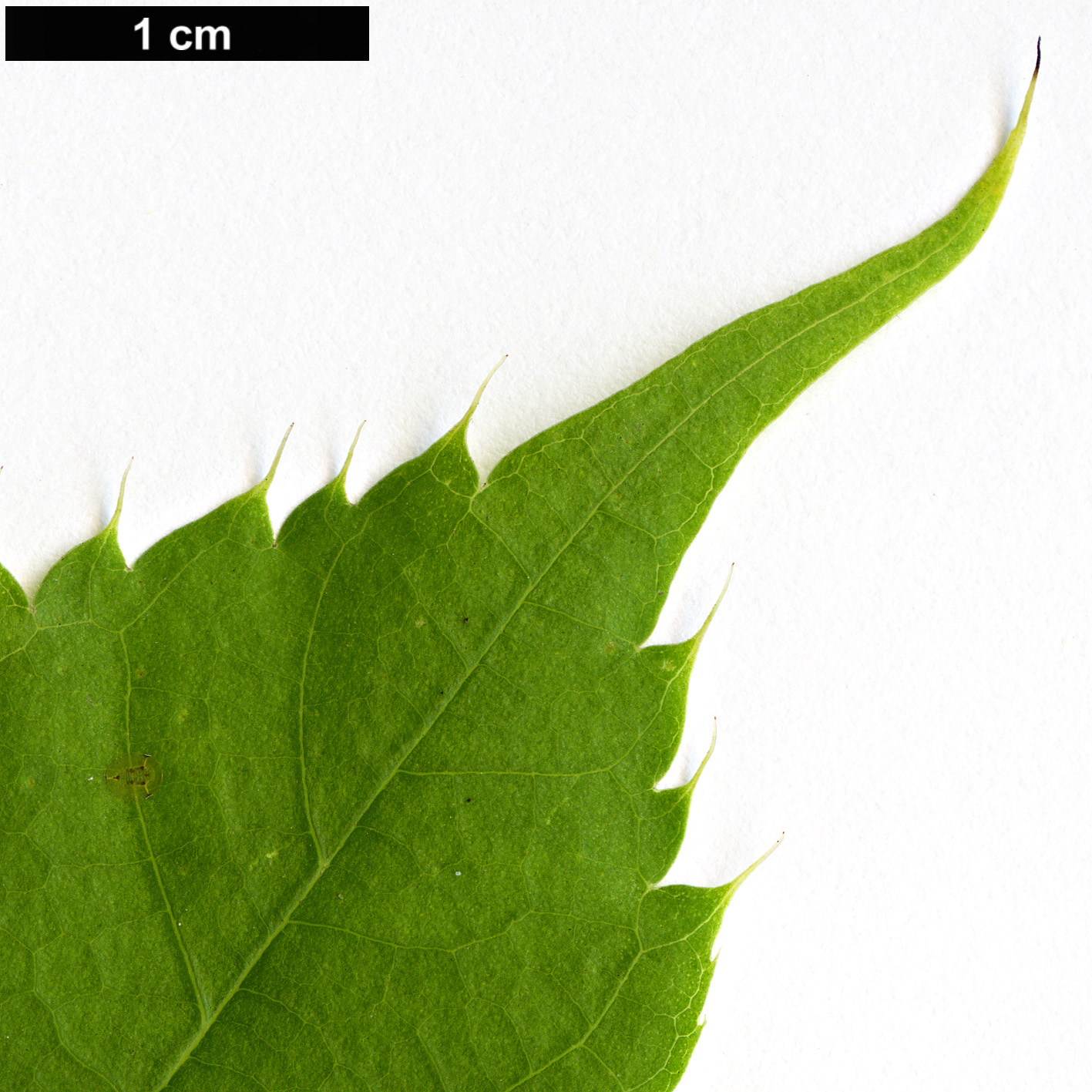 High resolution image: Family: Moraceae - Genus: Morus - Taxon: mongolica