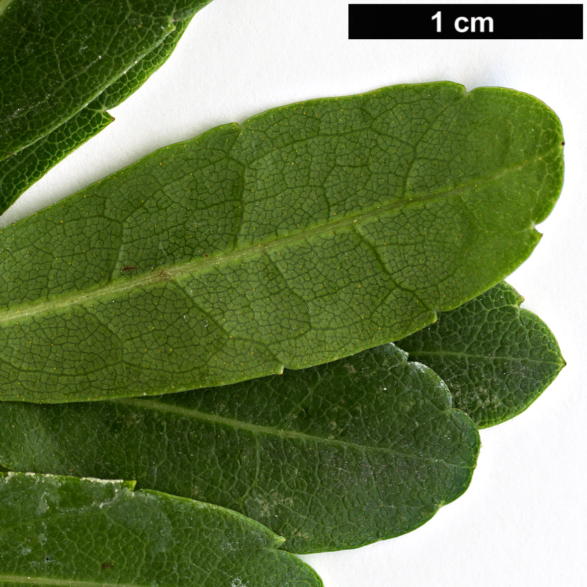 High resolution image: Family: Myricaceae - Genus: Myrica - Taxon: rubra