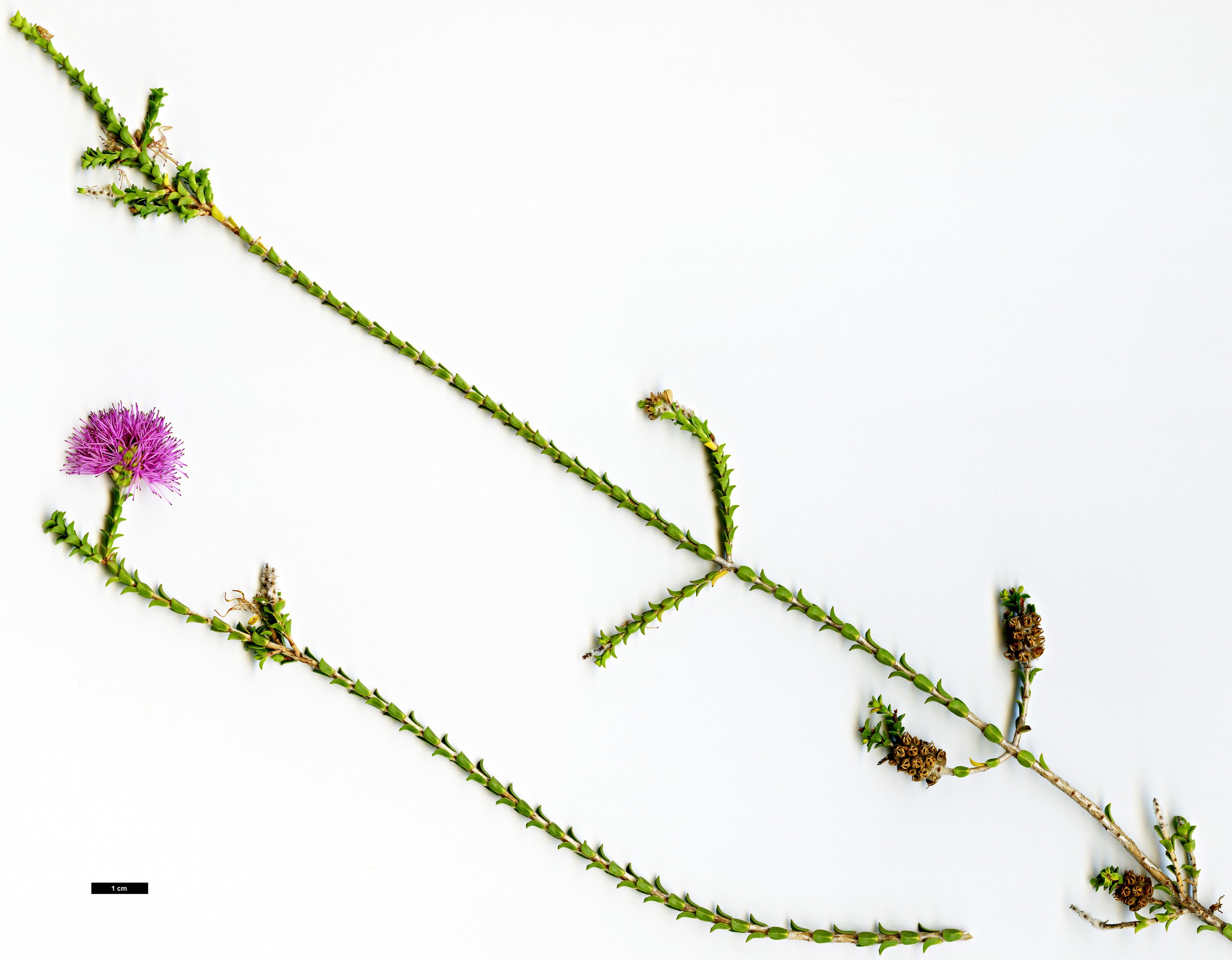 High resolution image: Family: Myrtaceae - Genus: Beaufortia - Taxon: elegans