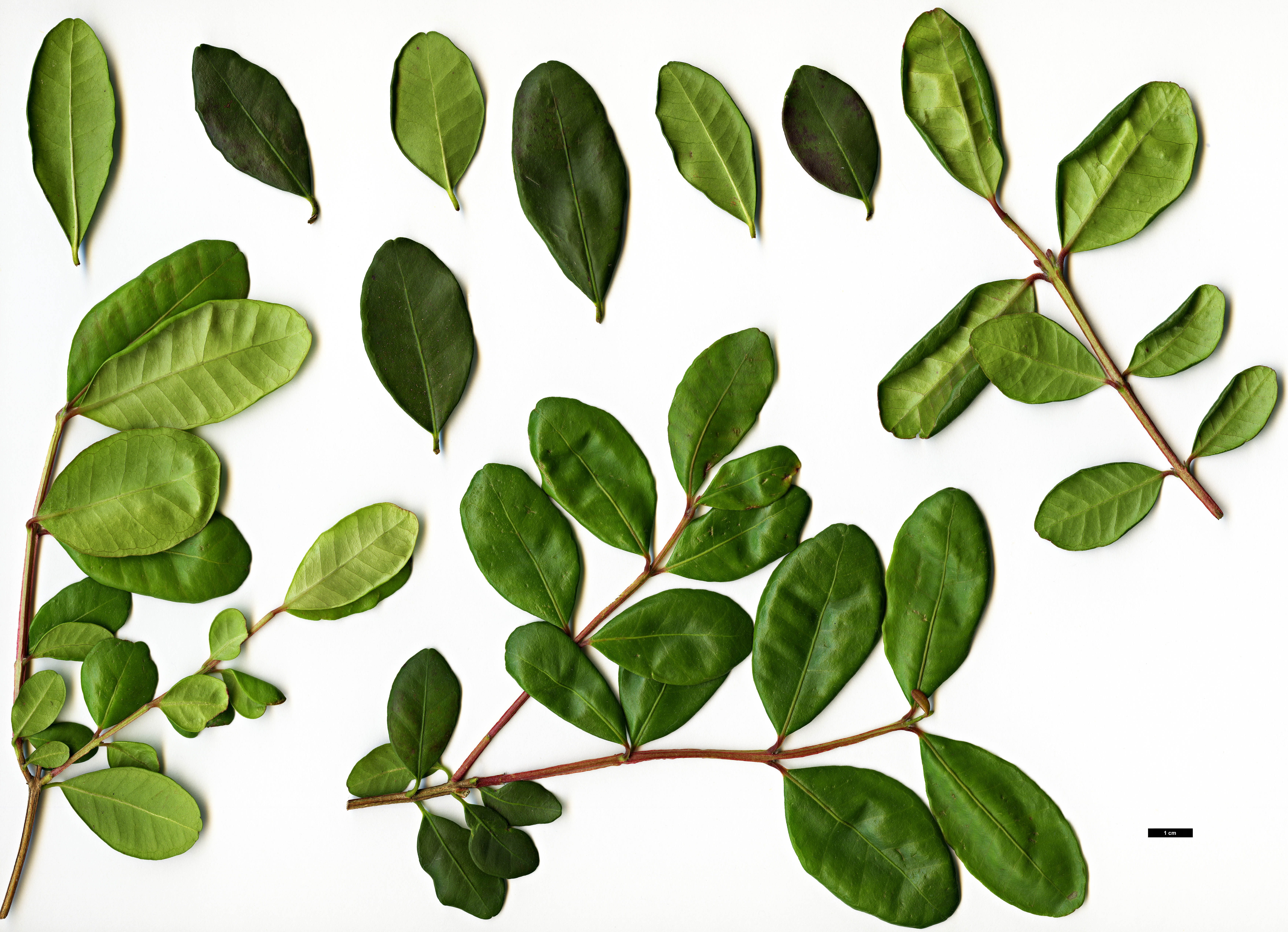 High resolution image: Family: Myrtaceae - Genus: Blepharocalyx - Taxon: cruckshanksii
