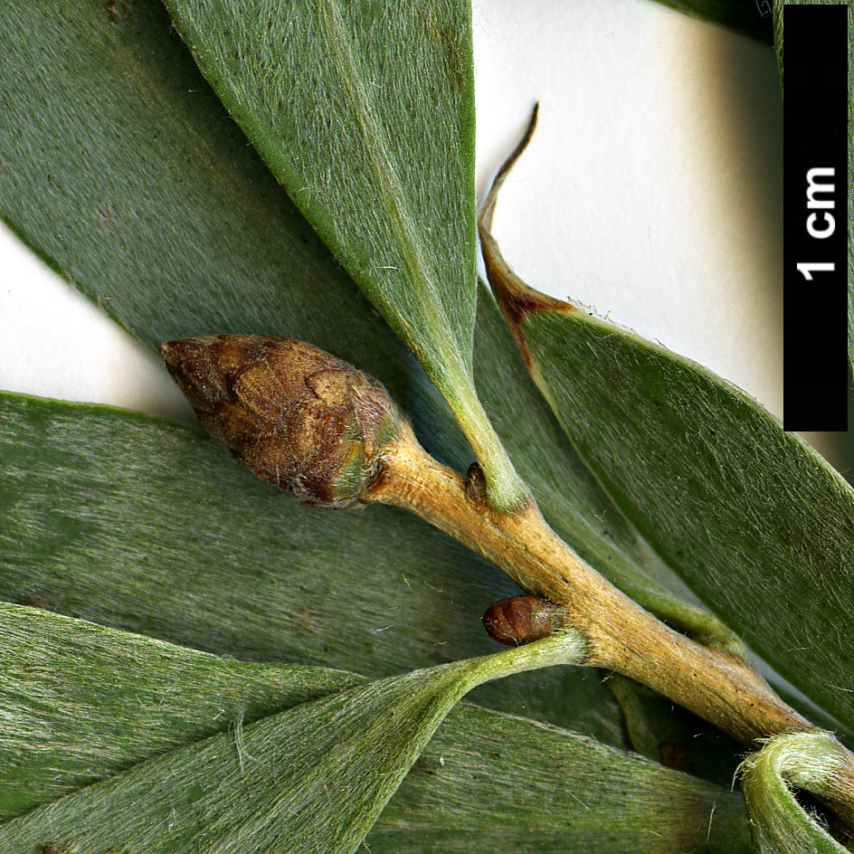 High resolution image: Family: Myrtaceae - Genus: Callistemon - Taxon: pallidus