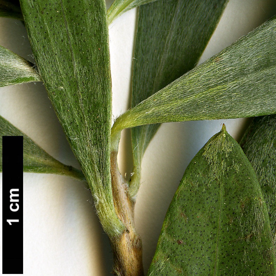 High resolution image: Family: Myrtaceae - Genus: Callistemon - Taxon: pallidus