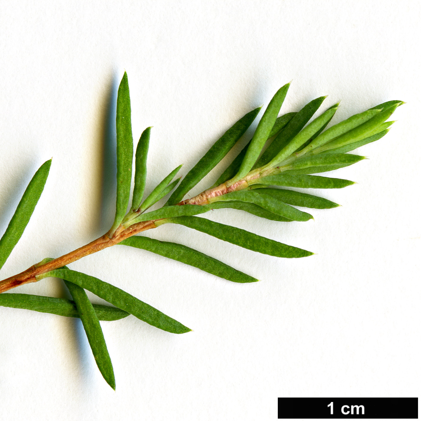 High resolution image: Family: Myrtaceae - Genus: Darwinia - Taxon: taxifolia