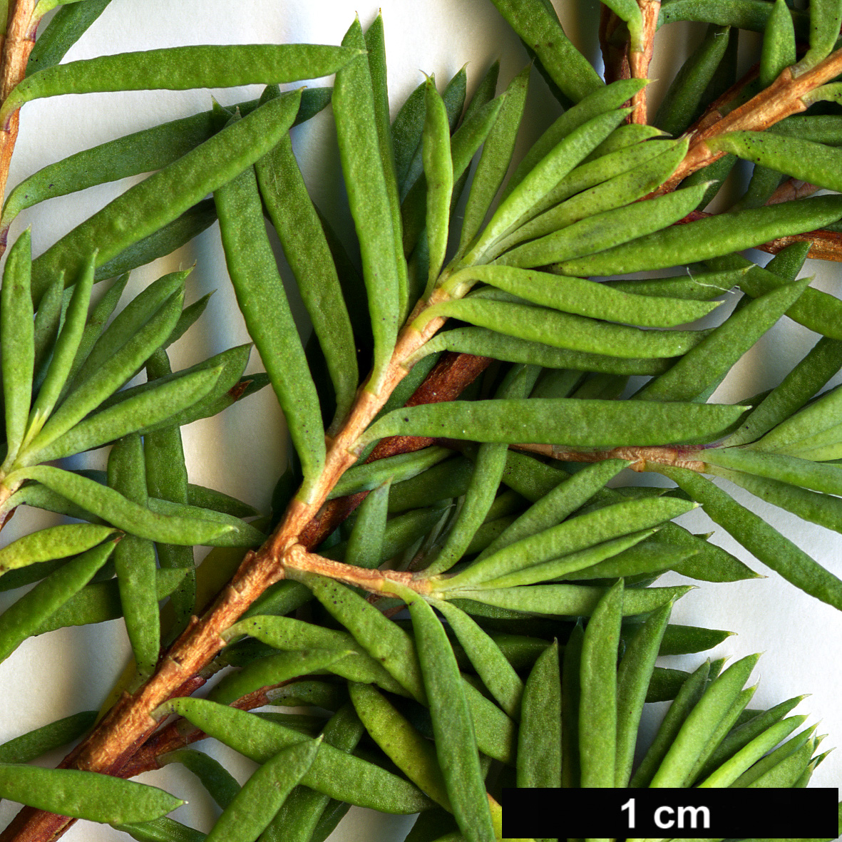 High resolution image: Family: Myrtaceae - Genus: Darwinia - Taxon: taxifolia