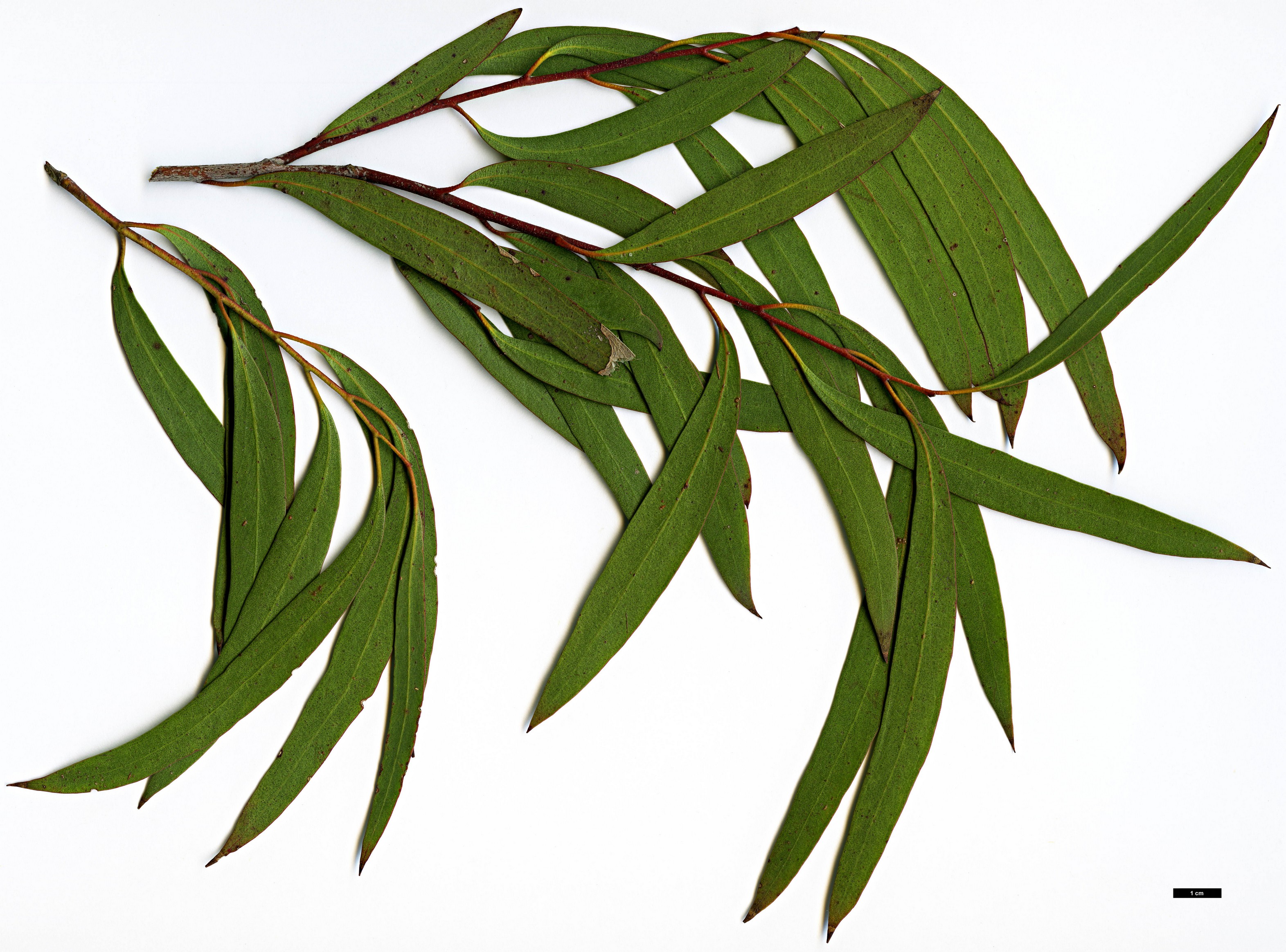 High resolution image: Family: Myrtaceae - Genus: Eucalyptus - Taxon: amygdalina