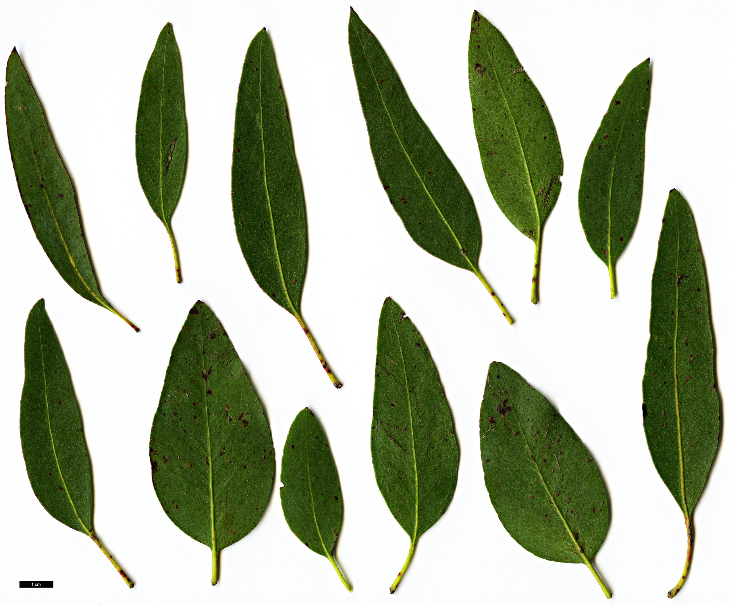 High resolution image: Family: Myrtaceae - Genus: Eucalyptus - Taxon: archerii