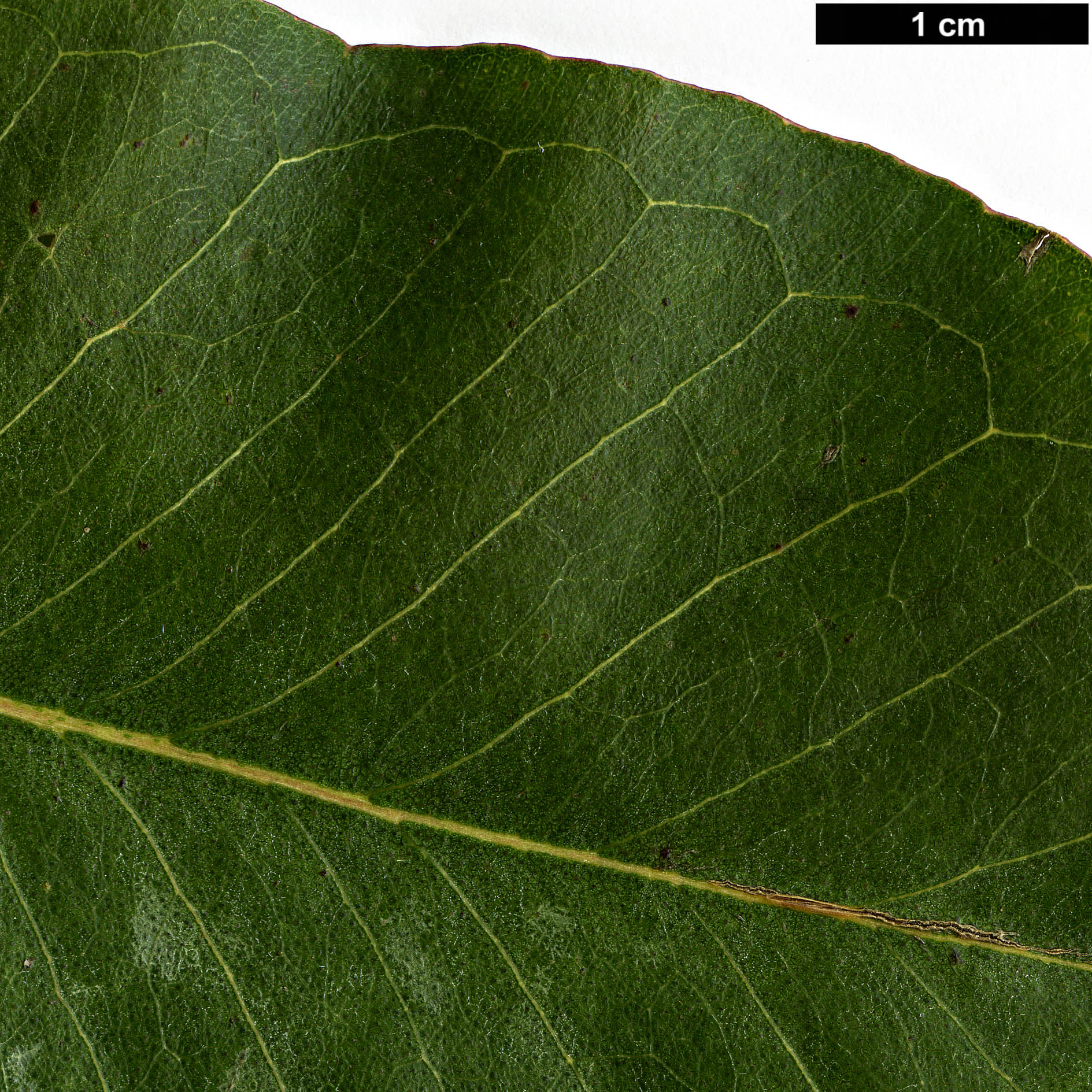 High resolution image: Family: Myrtaceae - Genus: Eucalyptus - Taxon: brookeriana