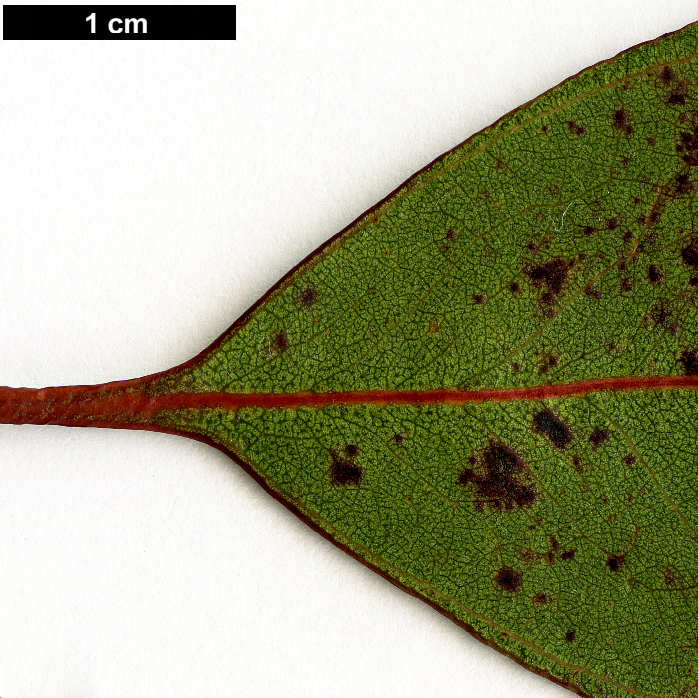 High resolution image: Family: Myrtaceae - Genus: Eucalyptus - Taxon: brookeriana