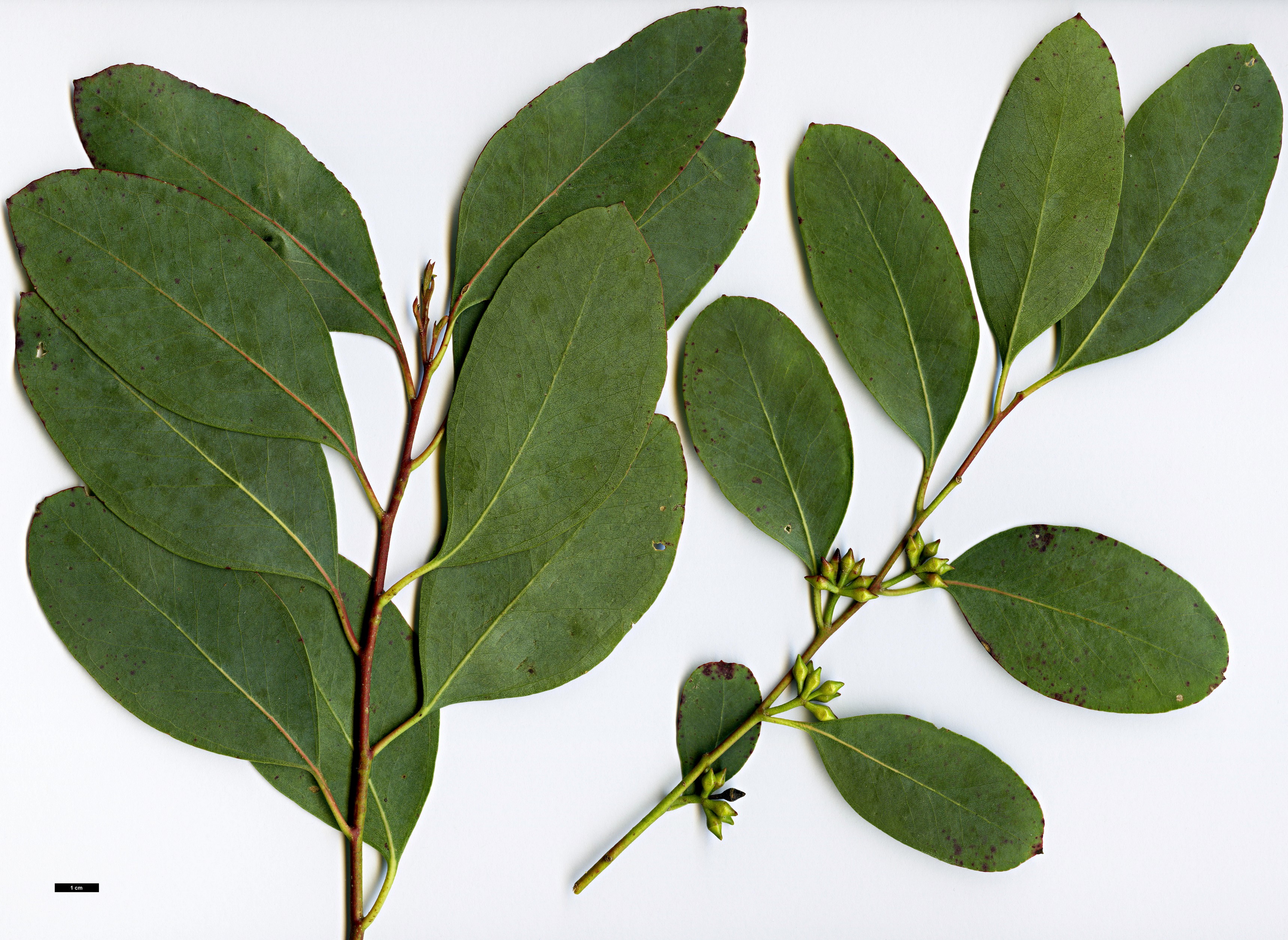 High resolution image: Family: Myrtaceae - Genus: Eucalyptus - Taxon: camphora