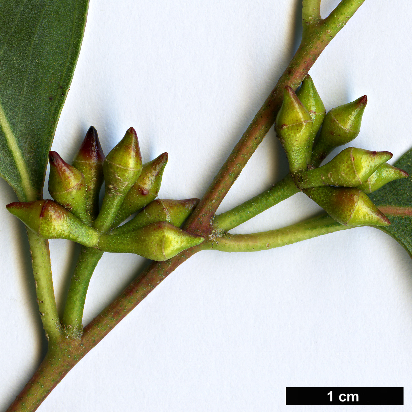 High resolution image: Family: Myrtaceae - Genus: Eucalyptus - Taxon: camphora