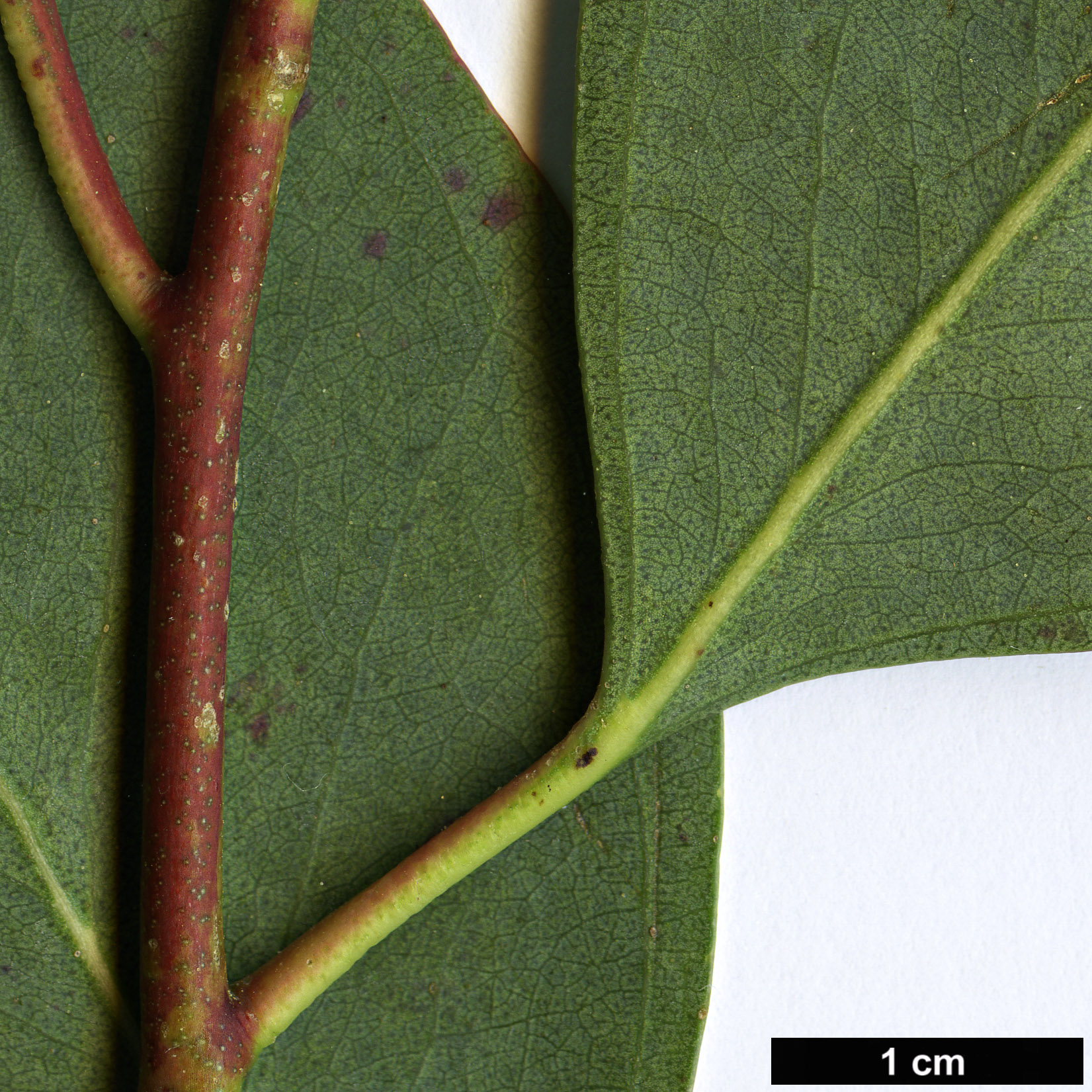 High resolution image: Family: Myrtaceae - Genus: Eucalyptus - Taxon: camphora