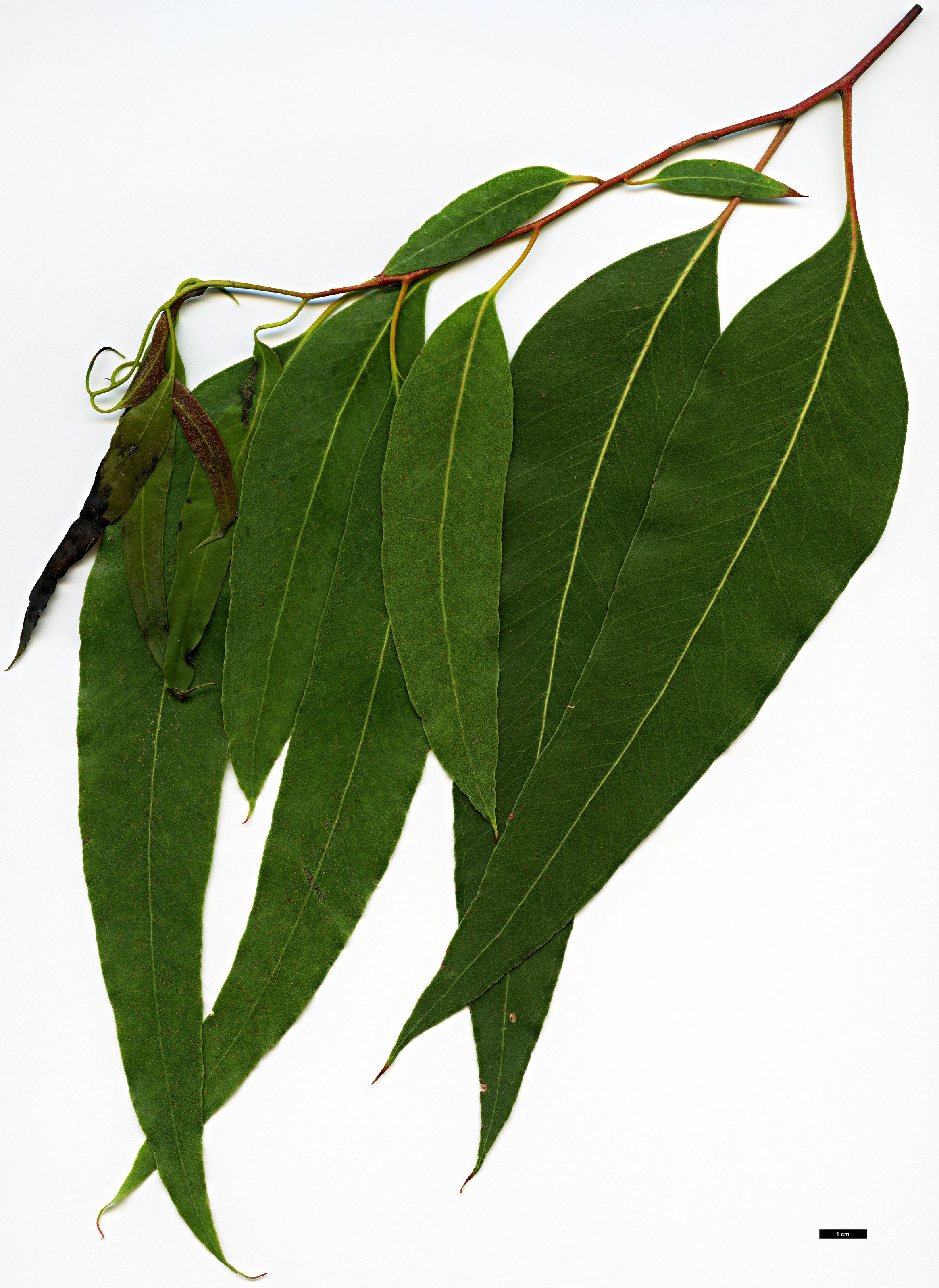 High resolution image: Family: Myrtaceae - Genus: Eucalyptus - Taxon: dalrympleana