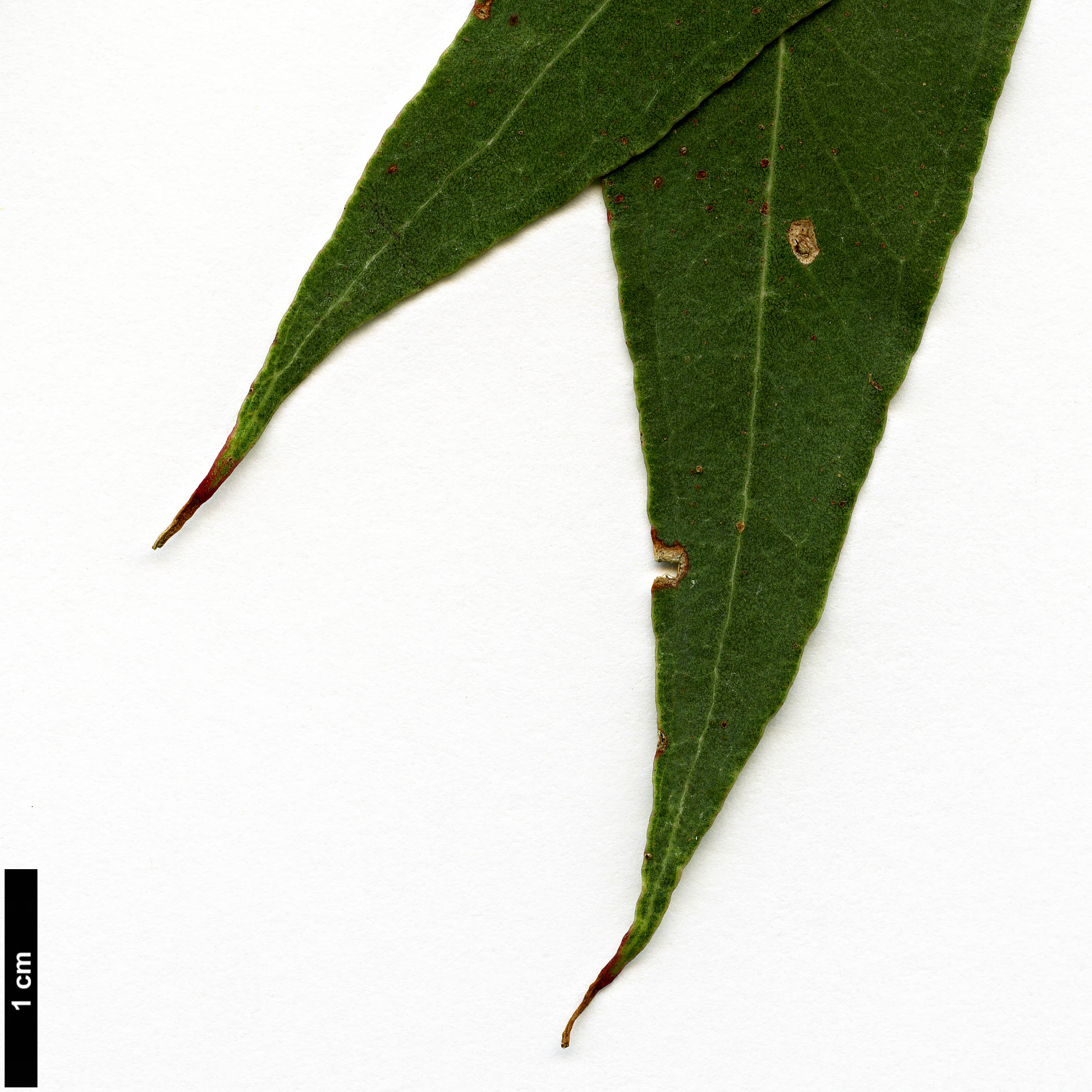 High resolution image: Family: Myrtaceae - Genus: Eucalyptus - Taxon: dalrympleana