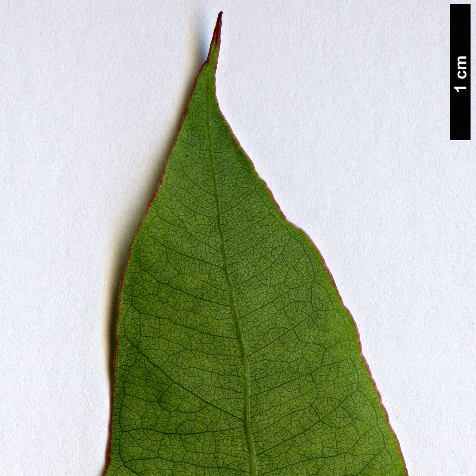High resolution image: Family: Myrtaceae - Genus: Eucalyptus - Taxon: deglupta