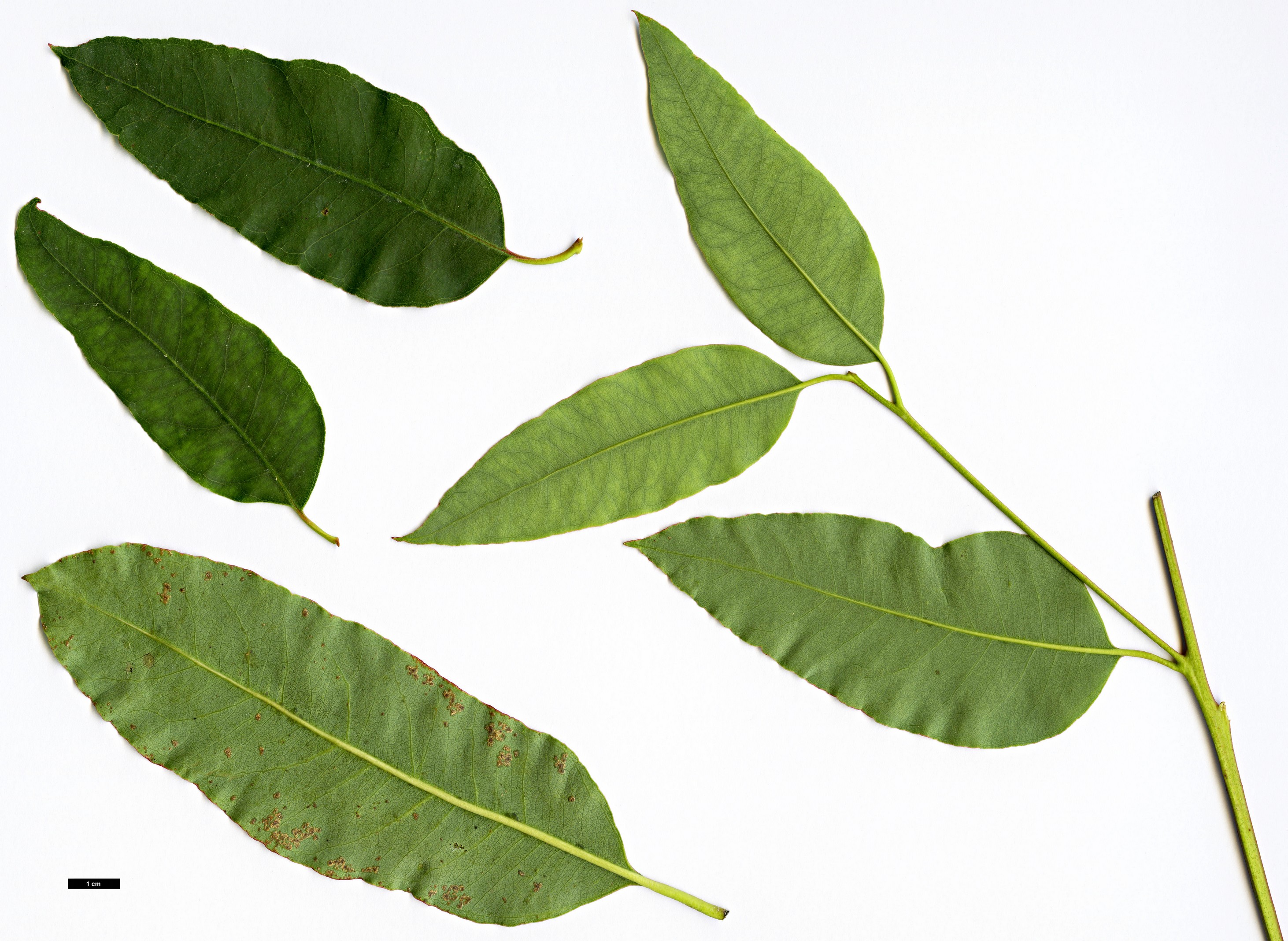 High resolution image: Family: Myrtaceae - Genus: Eucalyptus - Taxon: deglupta