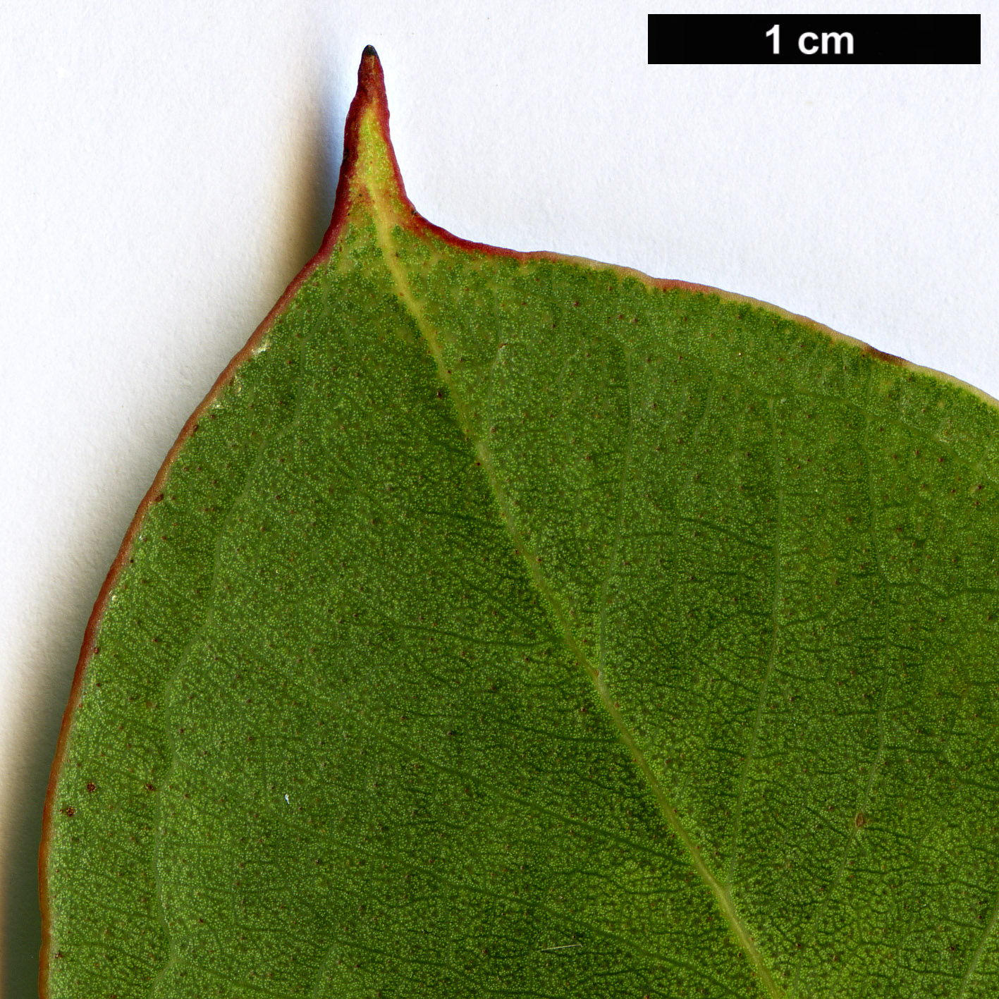 High resolution image: Family: Myrtaceae - Genus: Eucalyptus - Taxon: kitsoniana
