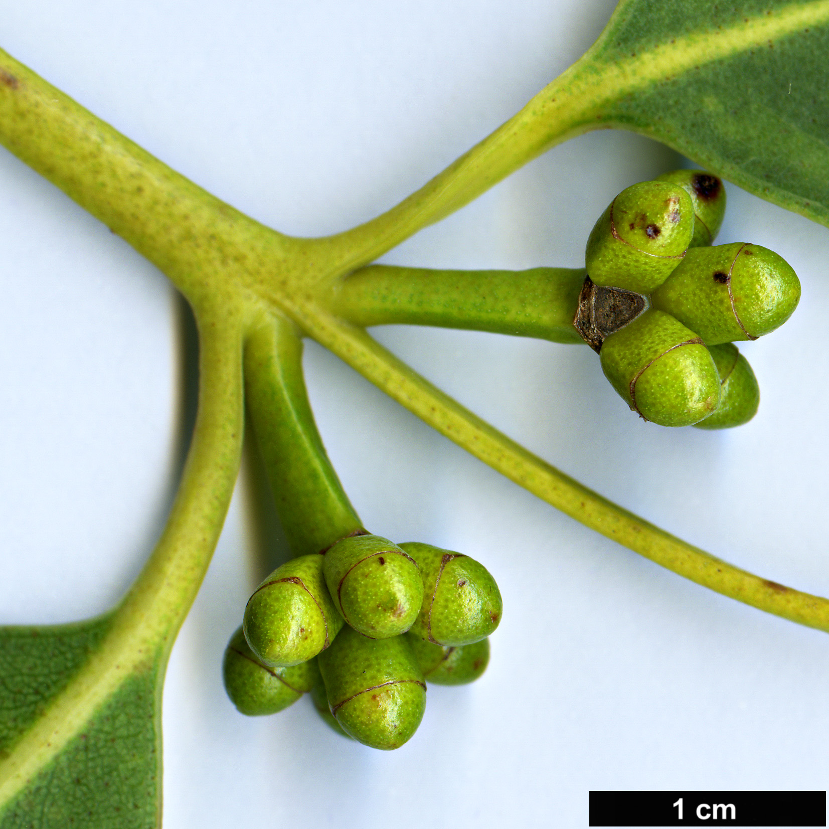 High resolution image: Family: Myrtaceae - Genus: Eucalyptus - Taxon: kitsoniana
