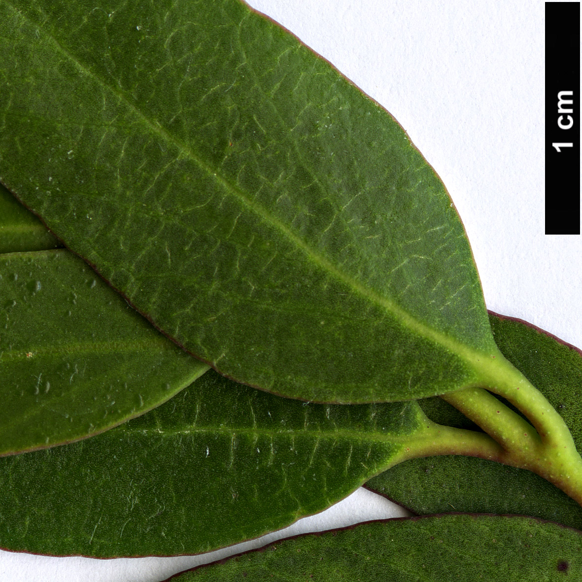 High resolution image: Family: Myrtaceae - Genus: Eucalyptus - Taxon: ligustrina