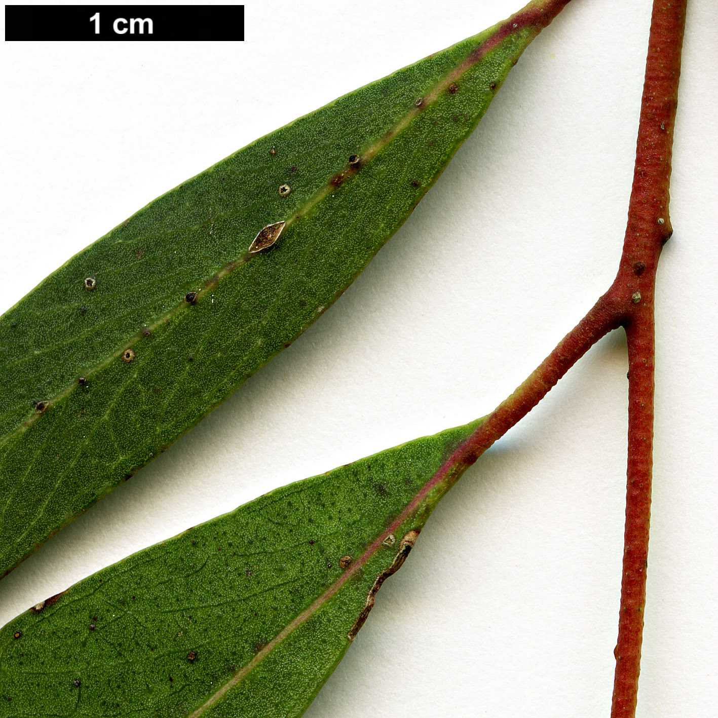 High resolution image: Family: Myrtaceae - Genus: Eucalyptus - Taxon: nitida