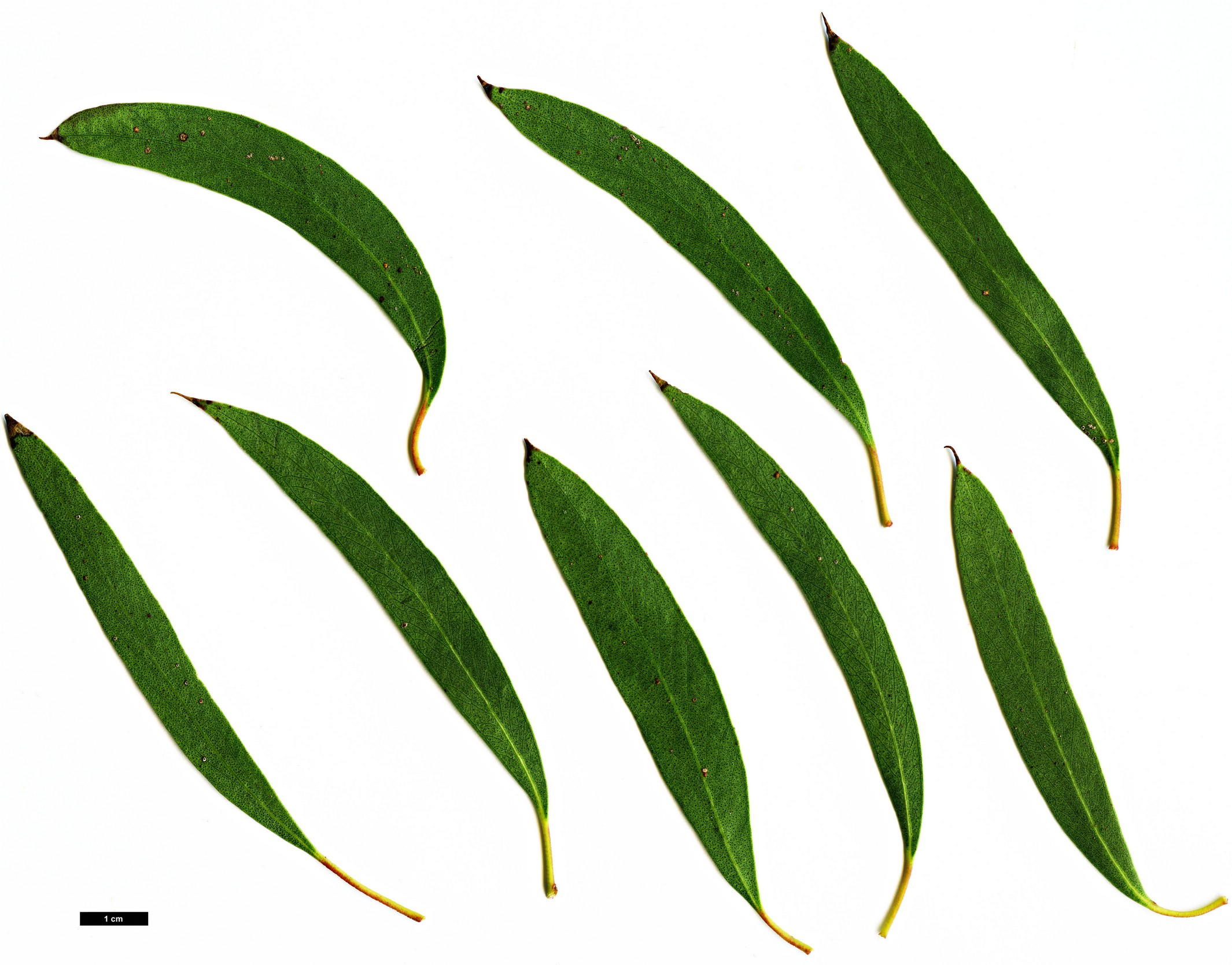 High resolution image: Family: Myrtaceae - Genus: Eucalyptus - Taxon: nitida