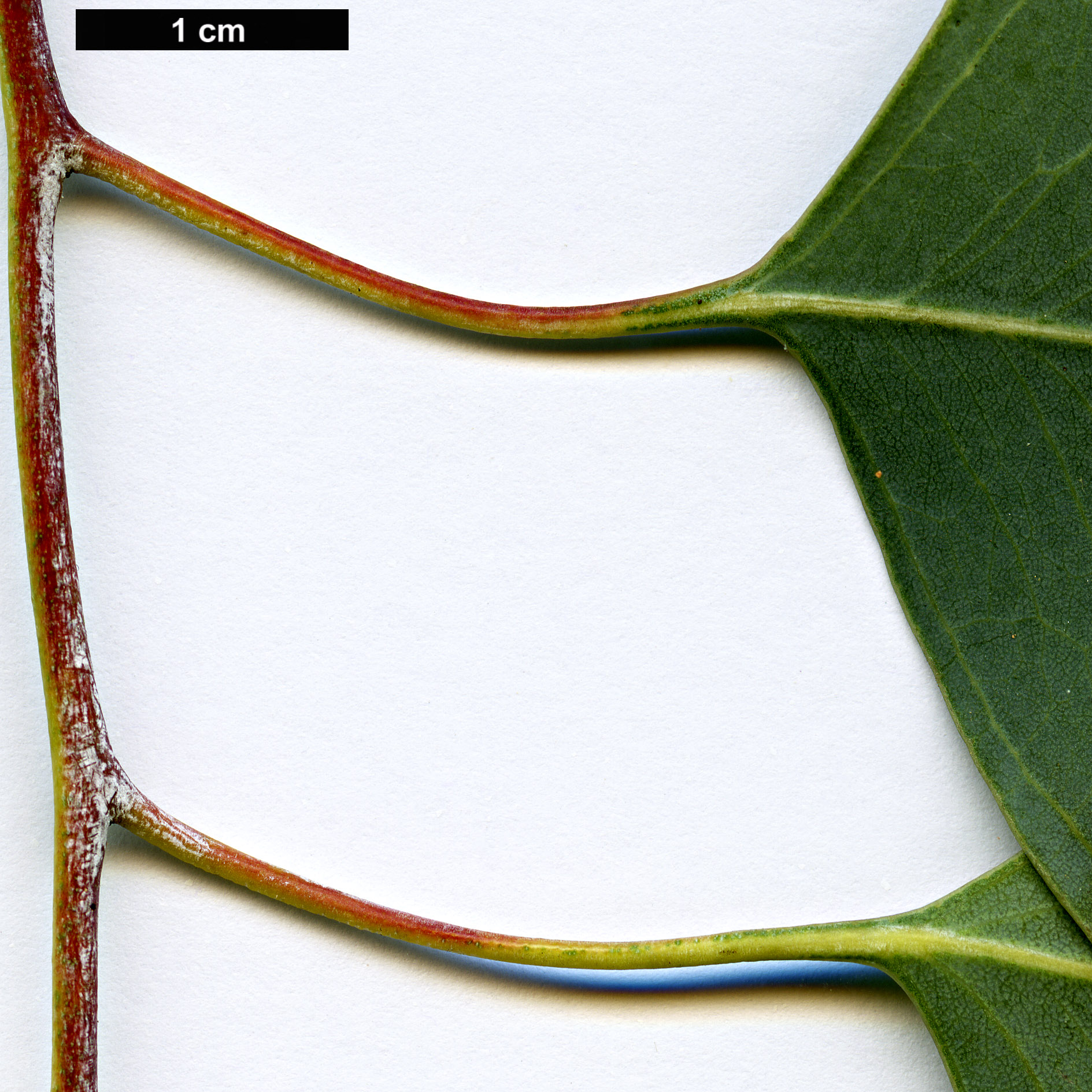 High resolution image: Family: Myrtaceae - Genus: Eucalyptus - Taxon: polyanthemos