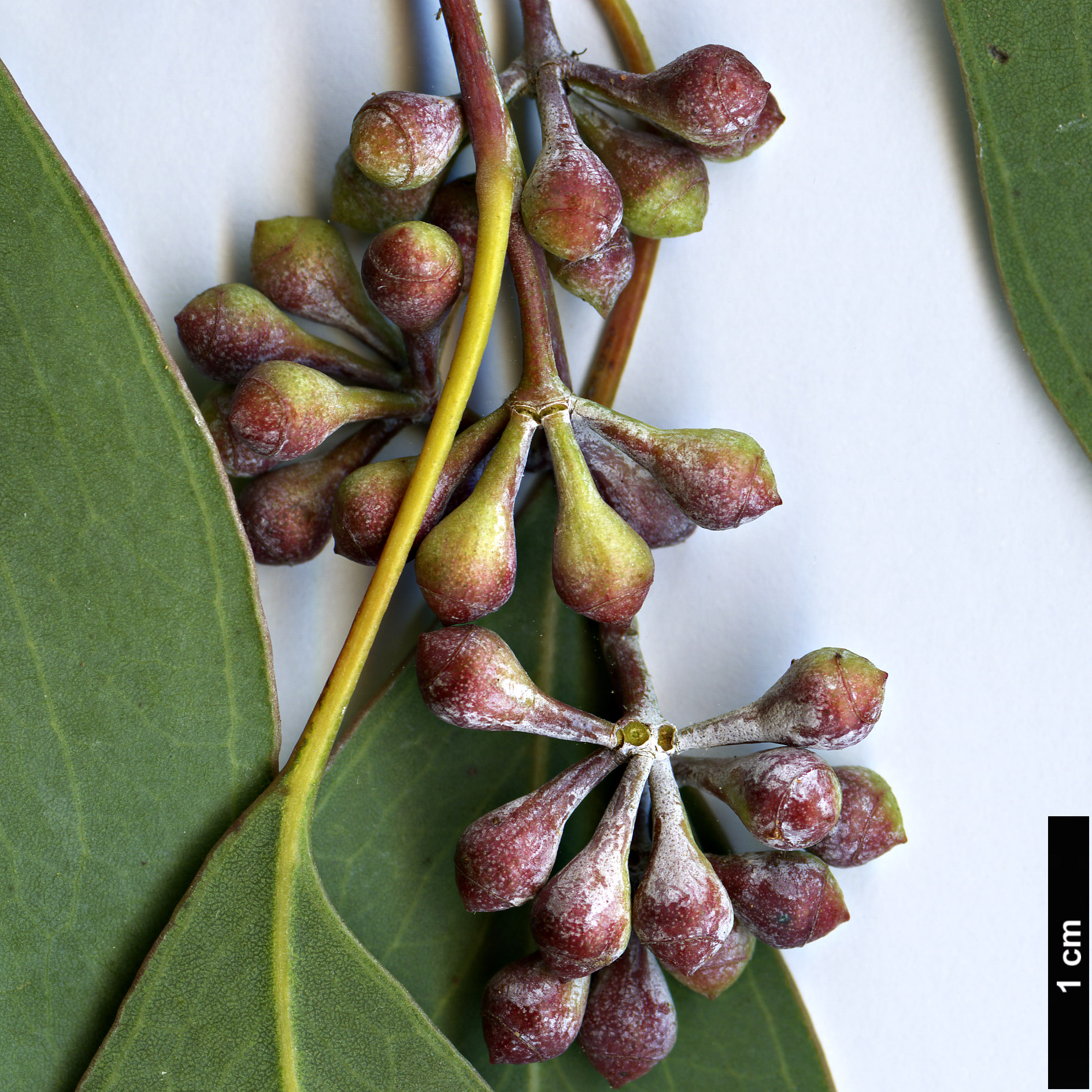 High resolution image: Family: Myrtaceae - Genus: Eucalyptus - Taxon: polyanthemos