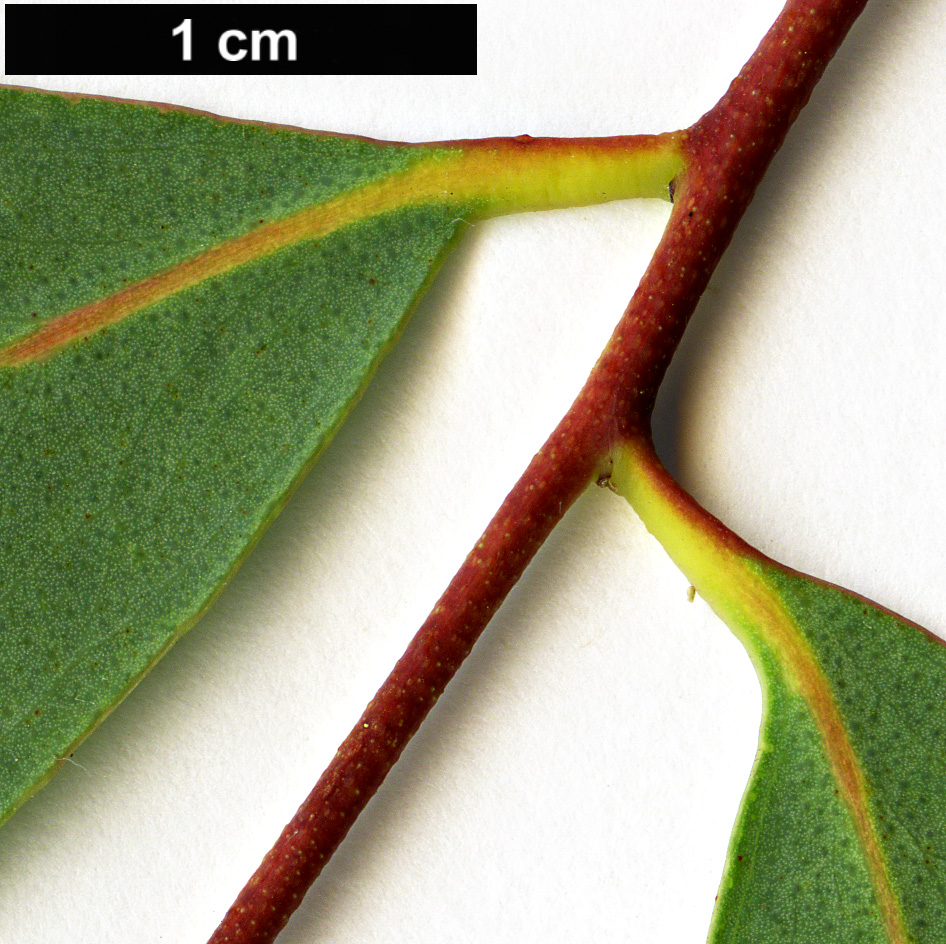 High resolution image: Family: Myrtaceae - Genus: Eucalyptus - Taxon: radiata