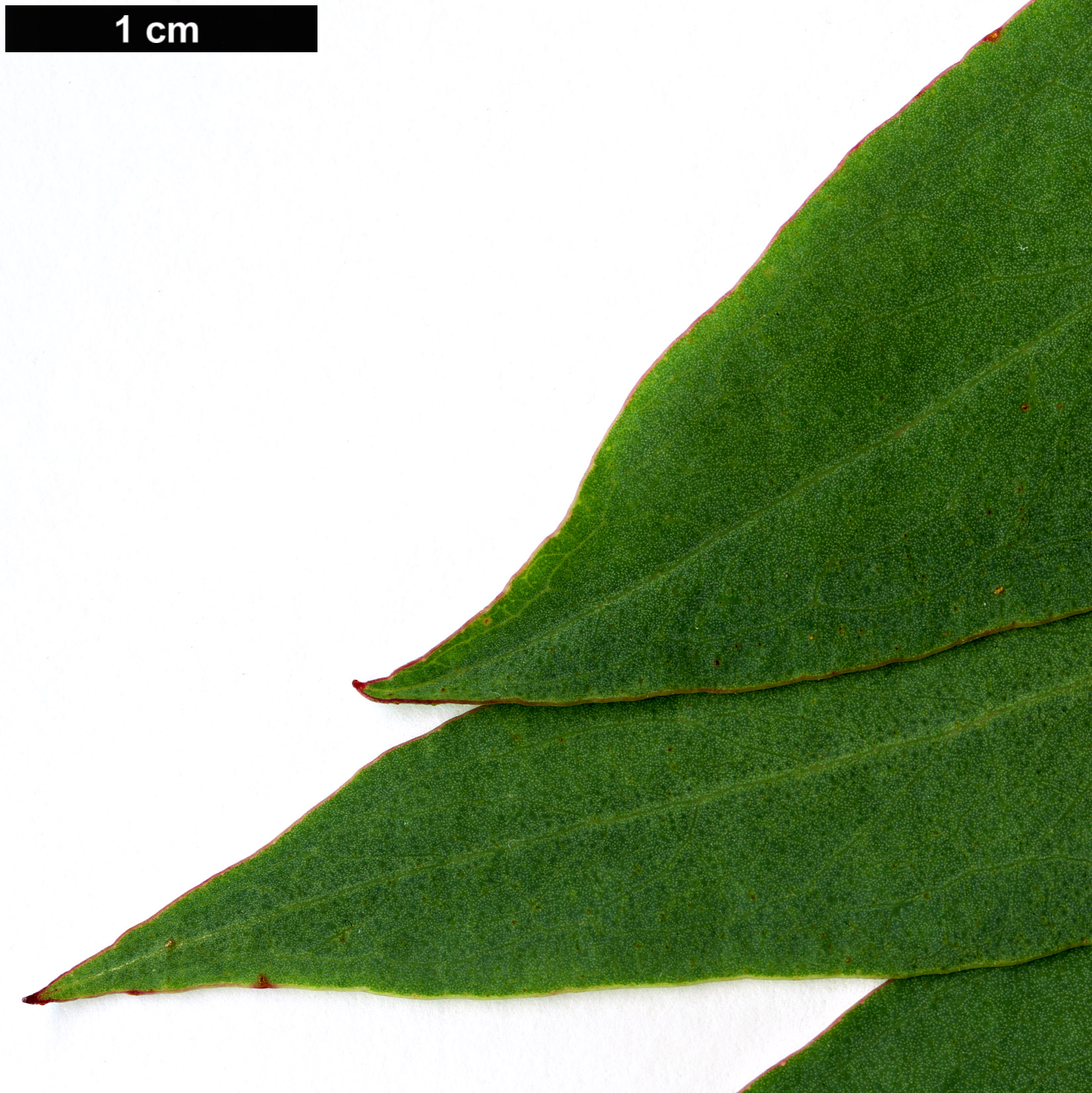 High resolution image: Family: Myrtaceae - Genus: Eucalyptus - Taxon: radiata