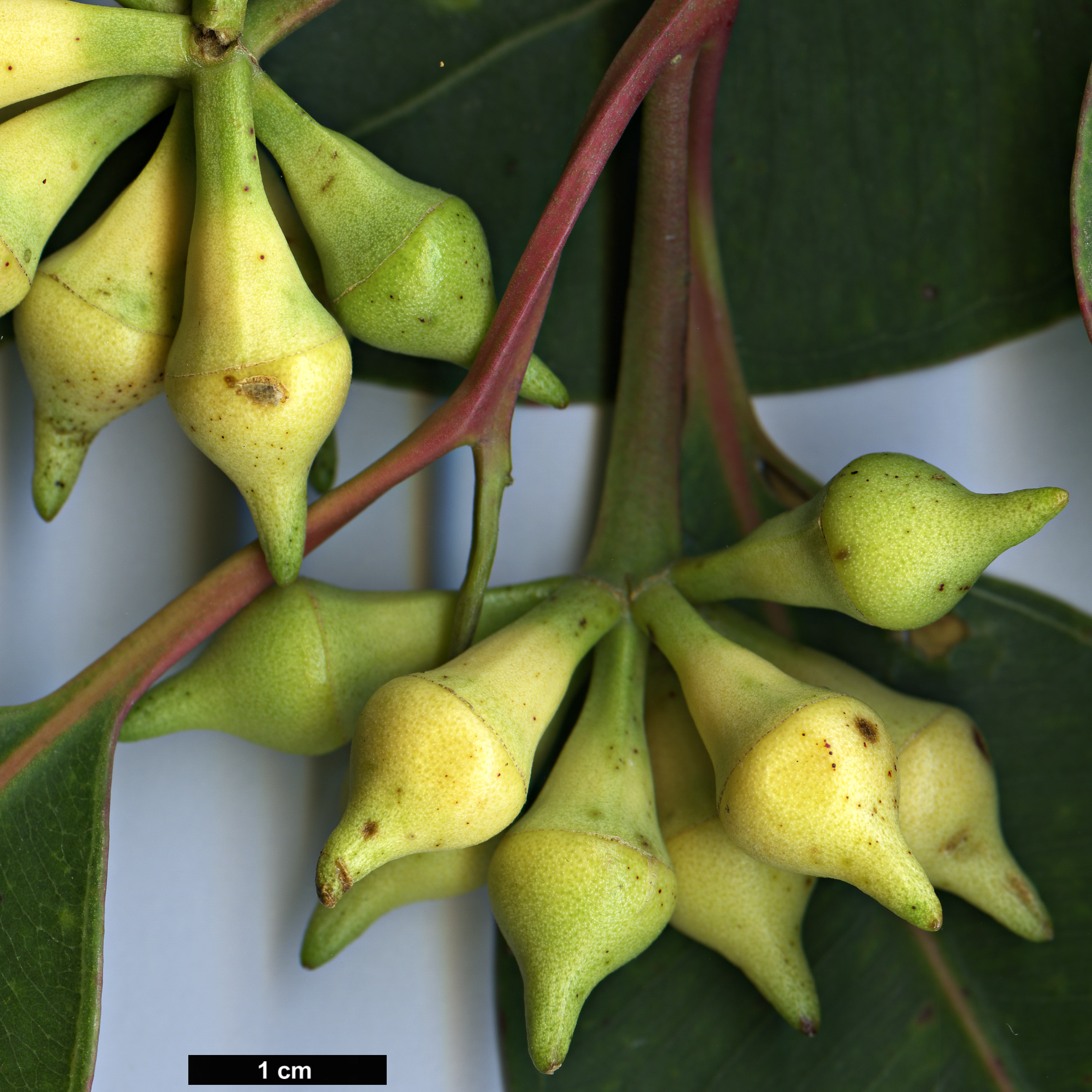 High resolution image: Family: Myrtaceae - Genus: Eucalyptus - Taxon: robusta