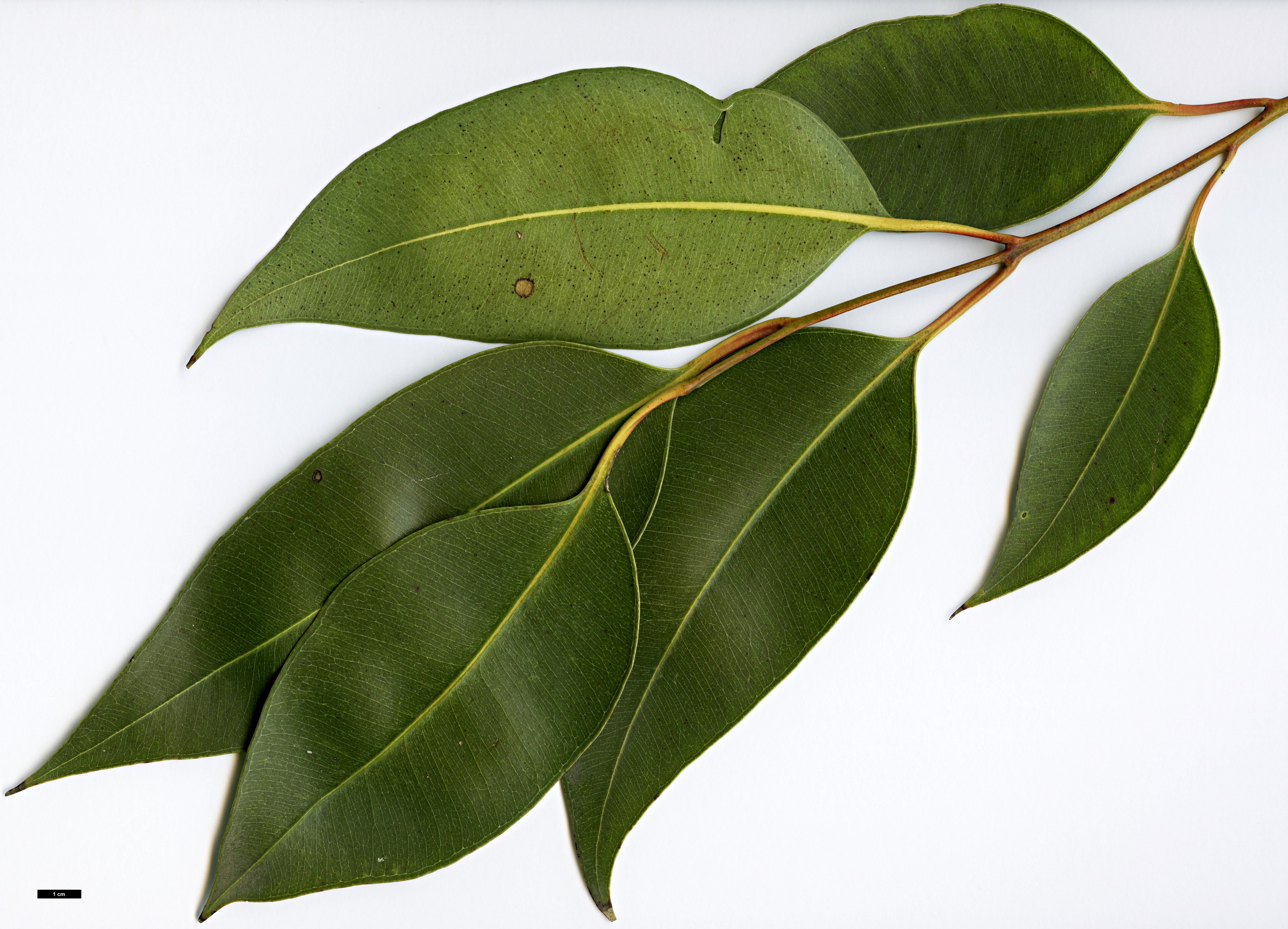 High resolution image: Family: Myrtaceae - Genus: Eucalyptus - Taxon: robusta