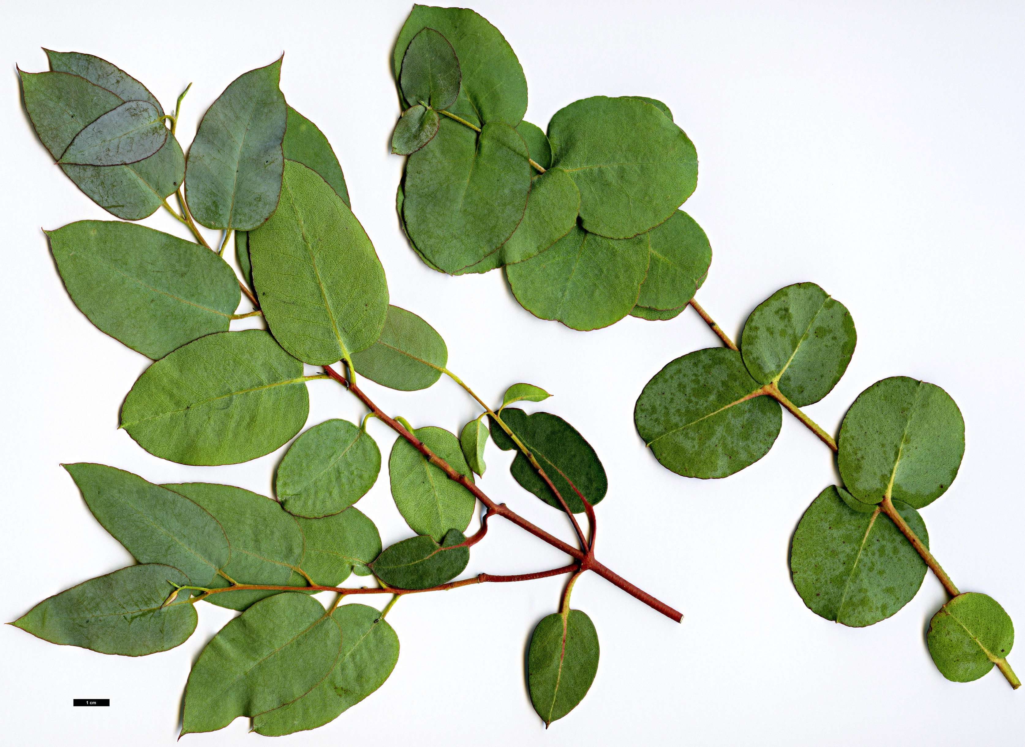 High resolution image: Family: Myrtaceae - Genus: Eucalyptus - Taxon: urnigera
