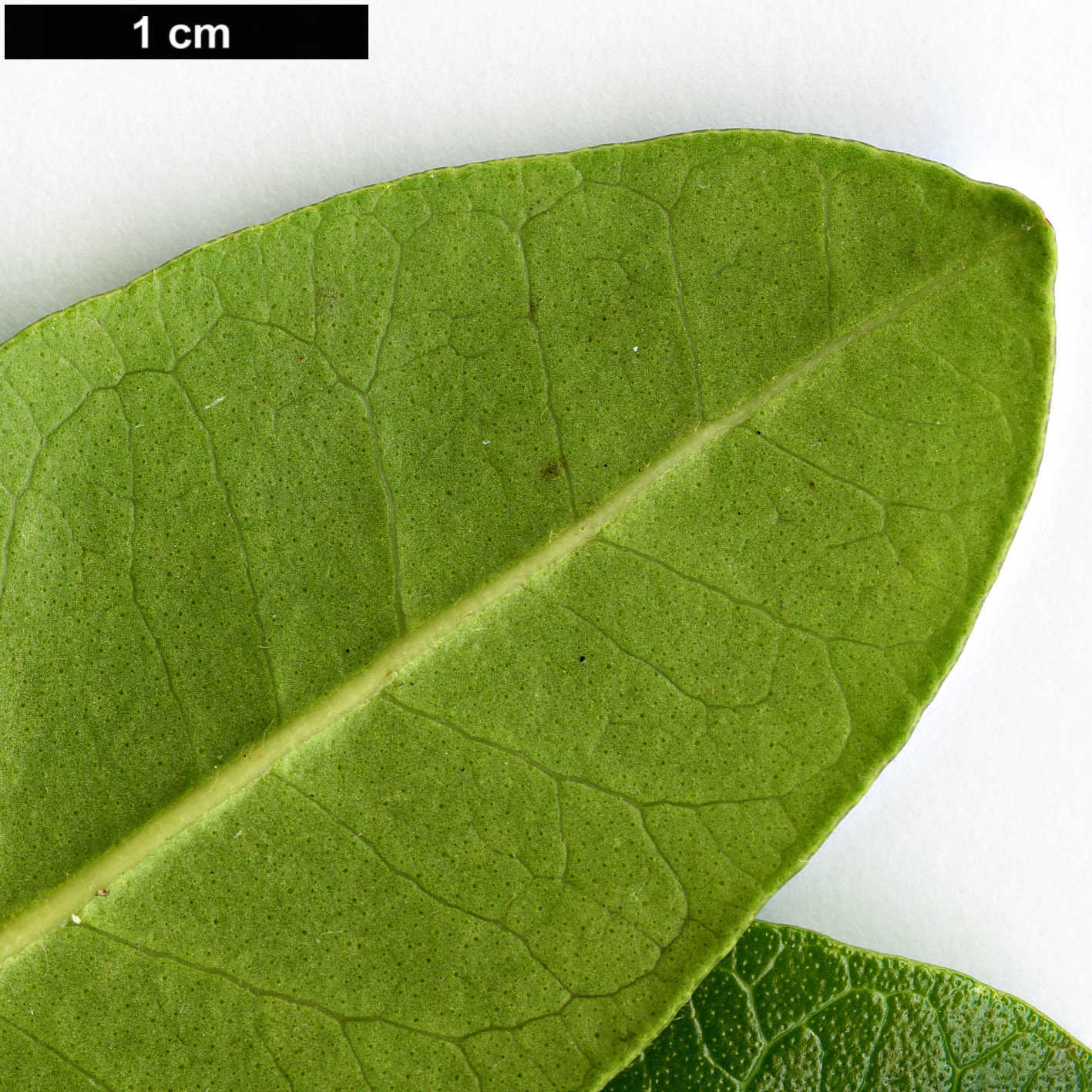 High resolution image: Family: Myrtaceae - Genus: Legrandia - Taxon: concinna