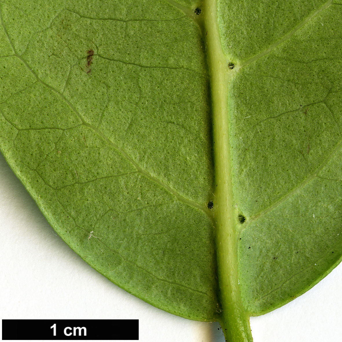 High resolution image: Family: Myrtaceae - Genus: Legrandia - Taxon: concinna