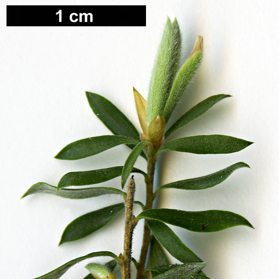 High resolution image: Family: Myrtaceae - Genus: Leptospermum - Taxon: lanigerum
