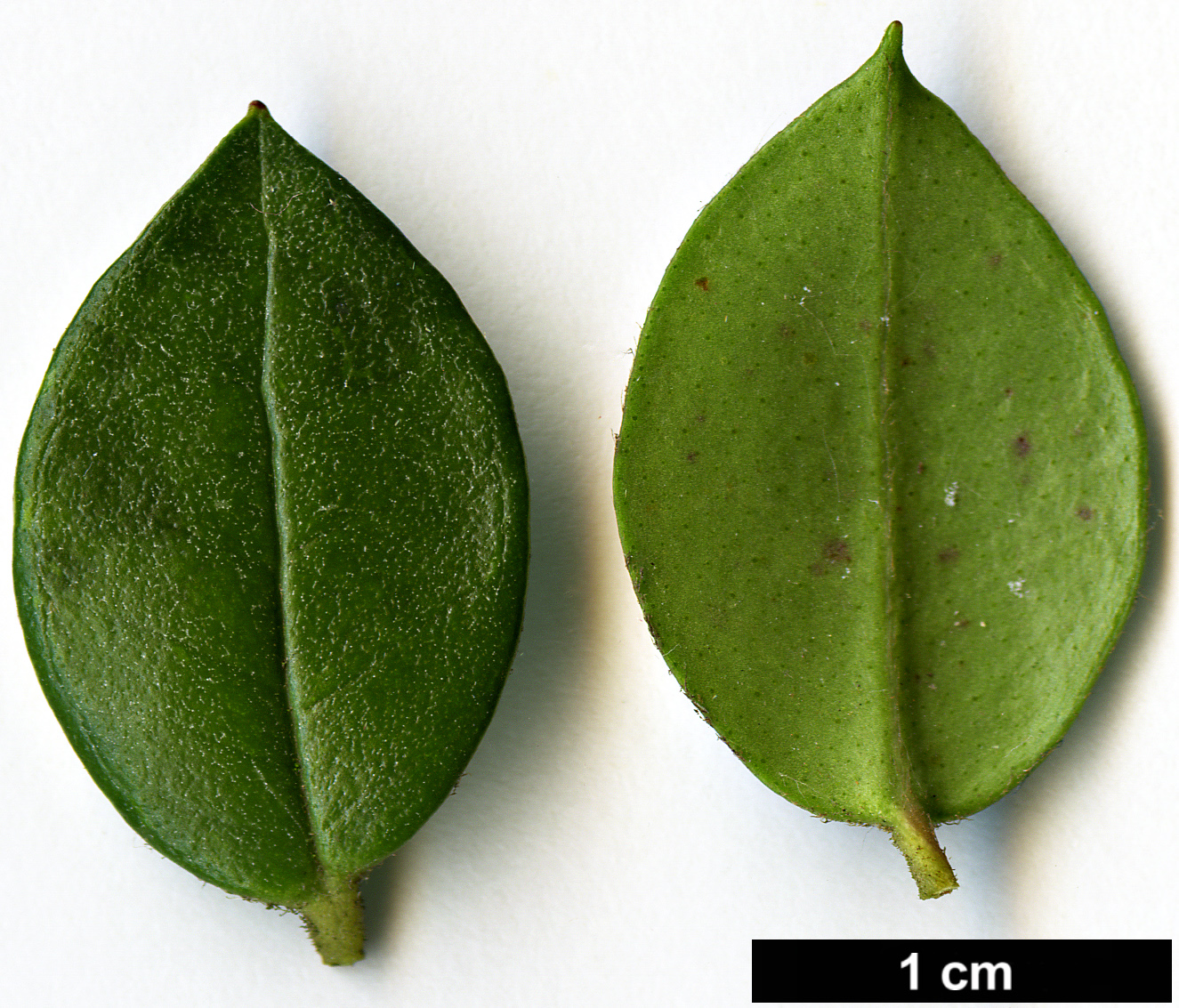 High resolution image: Family: Myrtaceae - Genus: Luma - Taxon: apiculata