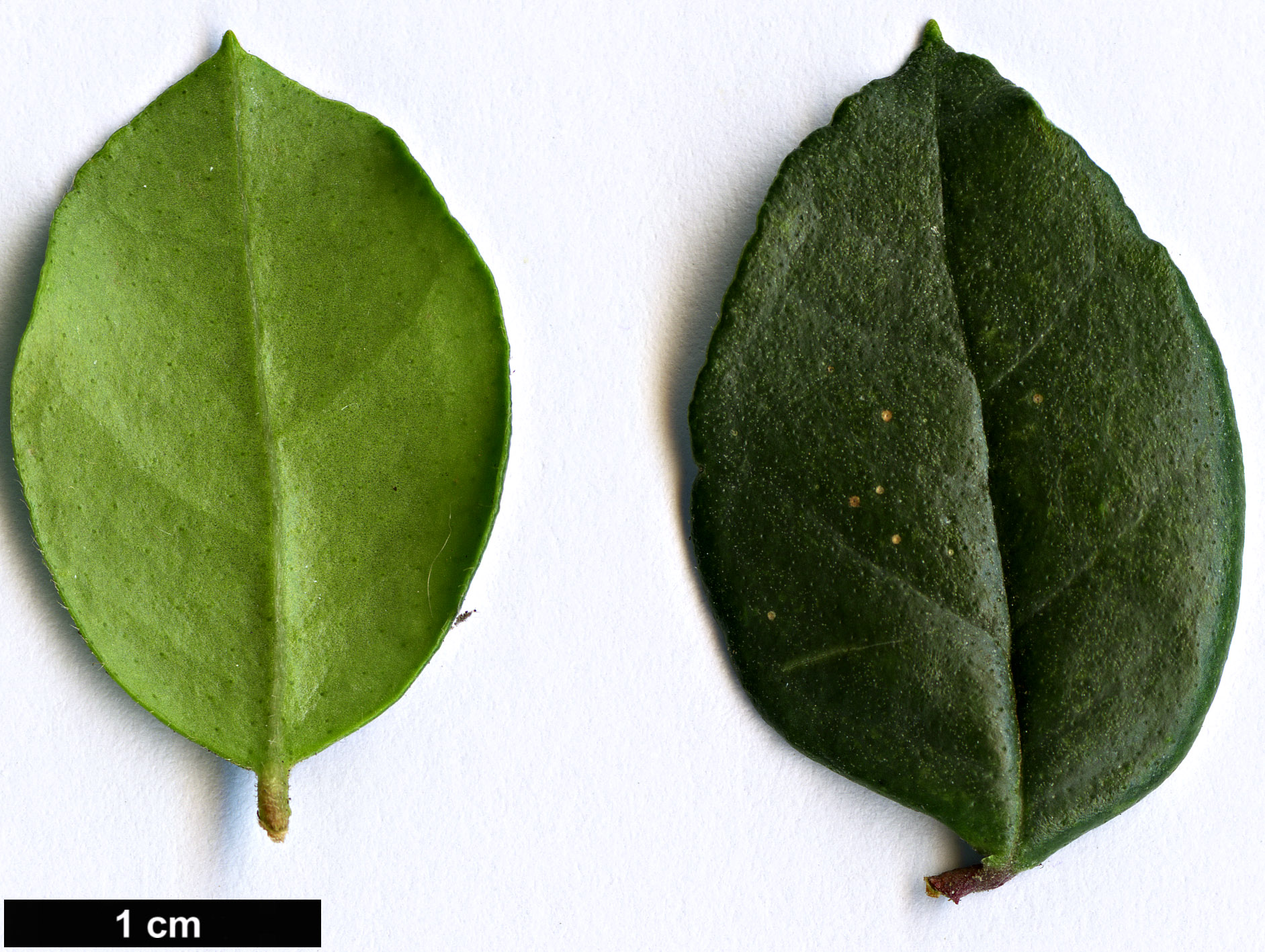 High resolution image: Family: Myrtaceae - Genus: Luma - Taxon: chequen