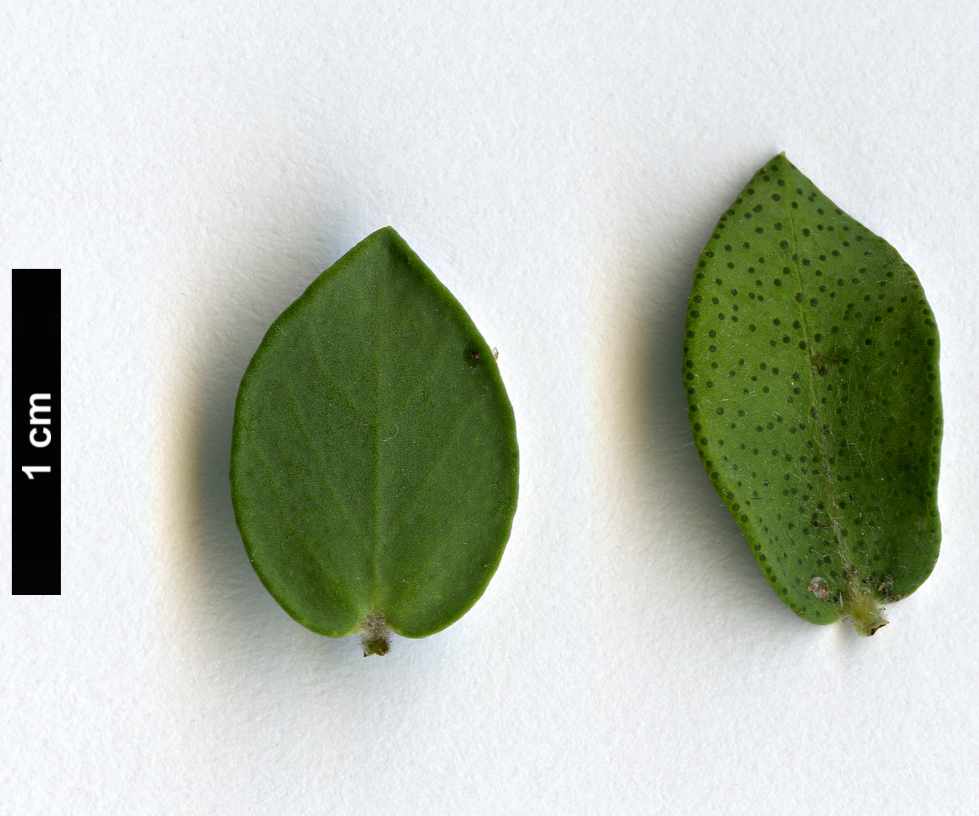 High resolution image: Family: Myrtaceae - Genus: Melaleuca - Taxon: elliptica